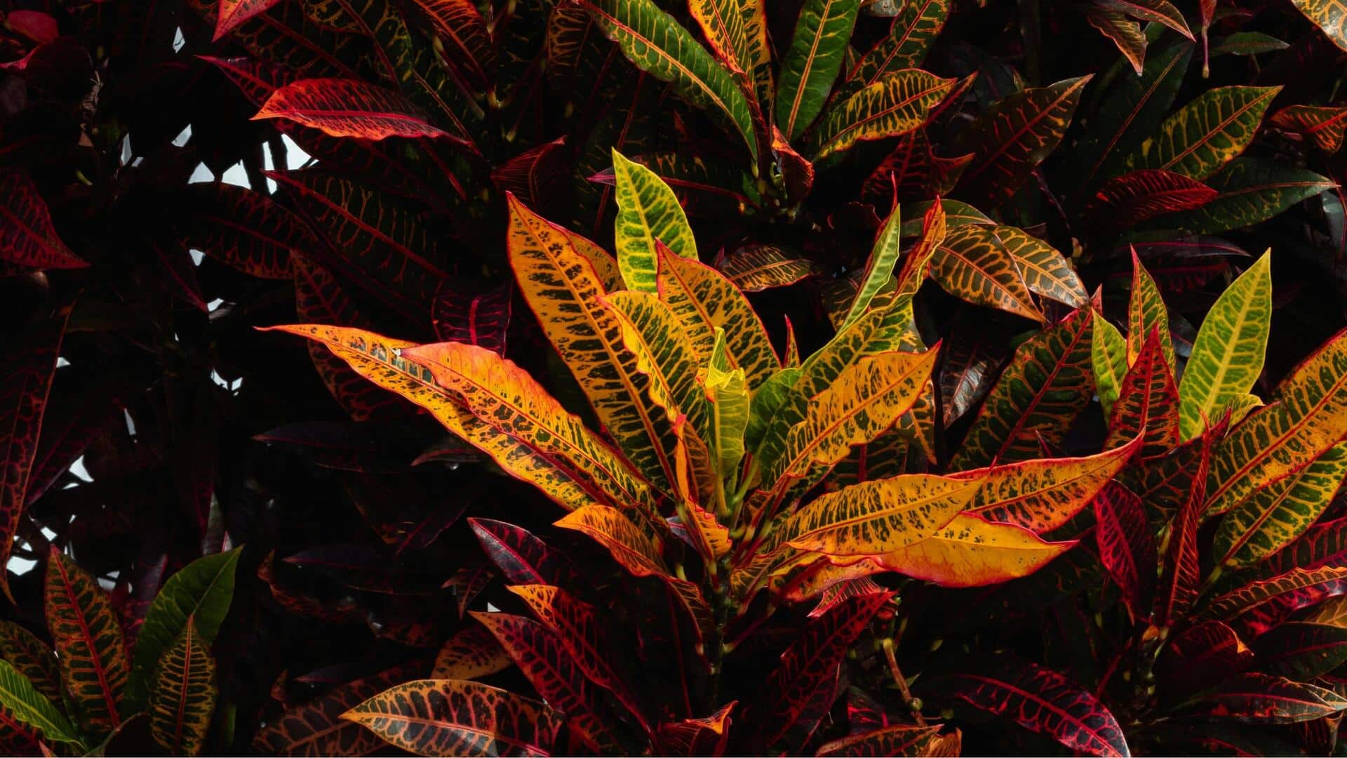 Lima Tanaman Hias Dengan Daun Menjuntai untuk Memperhalus Tepi Taman