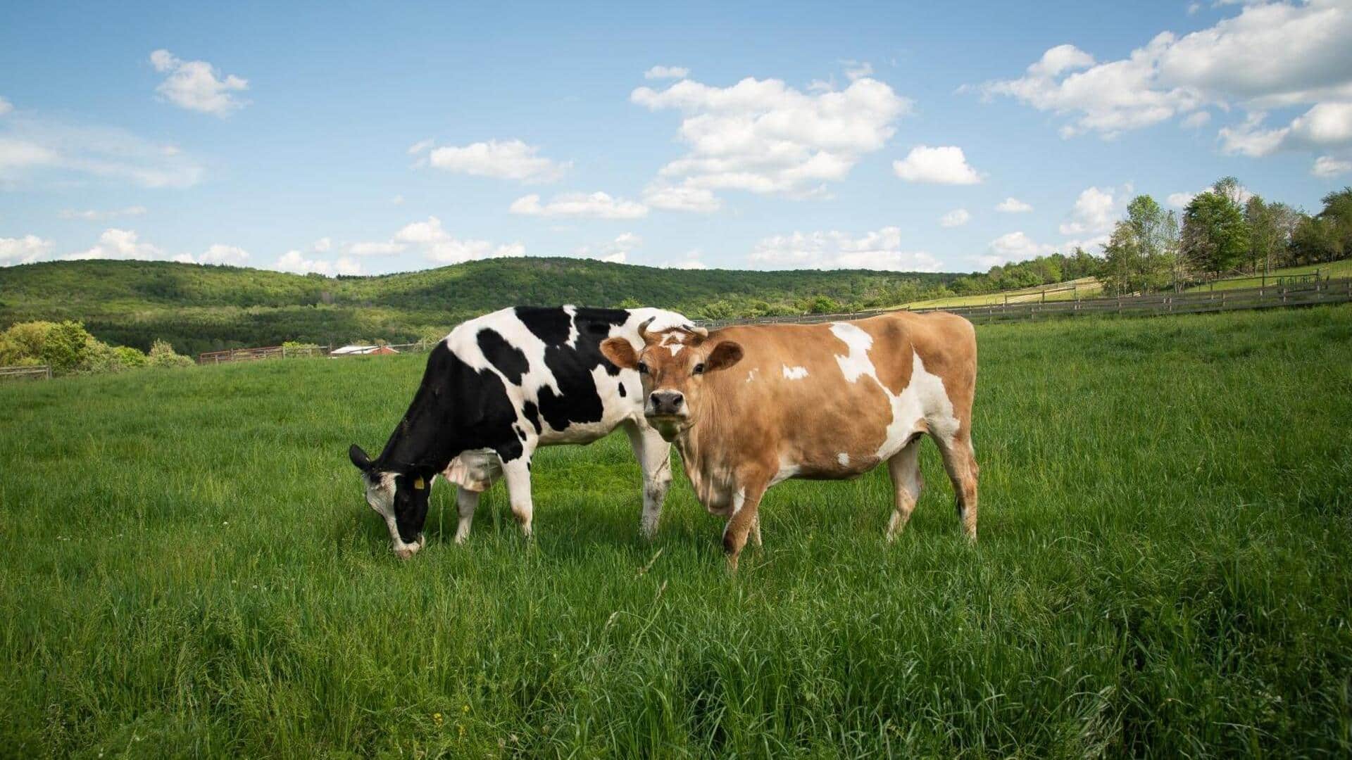 Fakta Mengejutkan tentang Kecintaan Sapi terhadap Musik Klasik