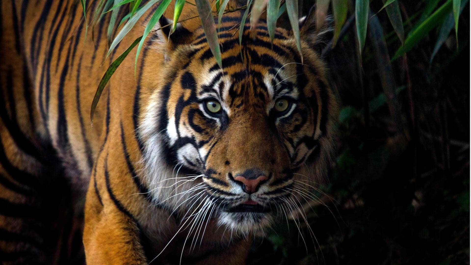 Perilaku Kawin Harimau Sumatra dan Insting Habitatnya yang Unik Perilaku Kawin Harimau Sumatra dan Insting Habitatnya yang Unik
