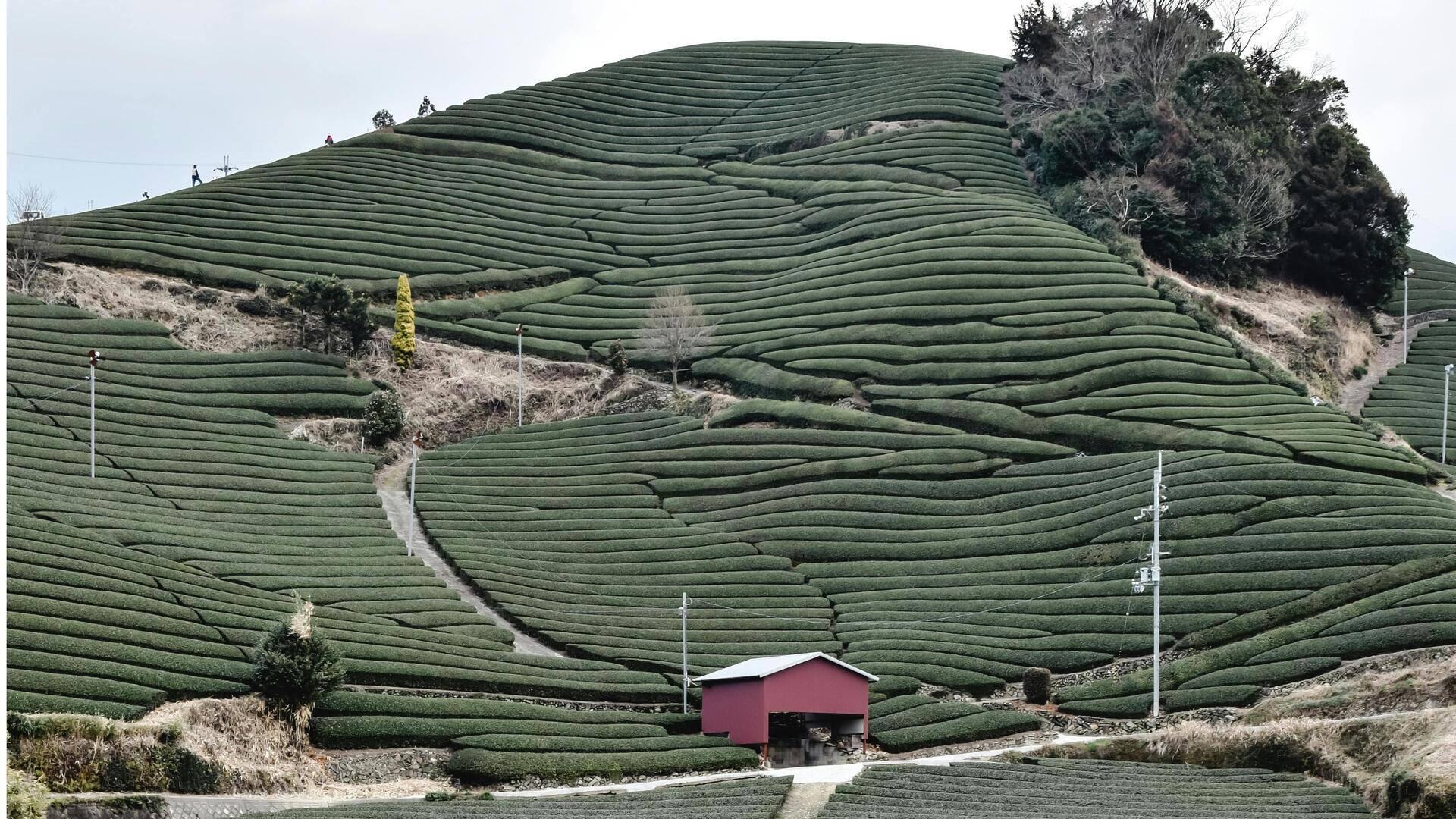 Perkebunan Teh Menawan di Jepang yang Wajib Dikunjungi