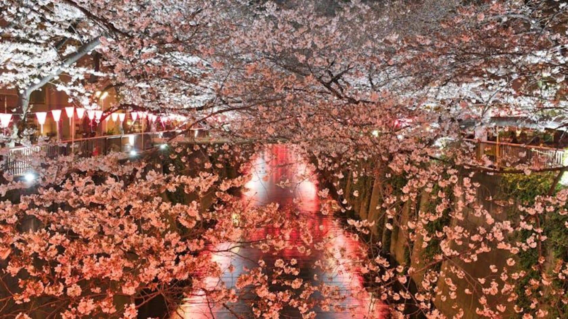 Menikmati Musim Bunga Sakura di Jepang