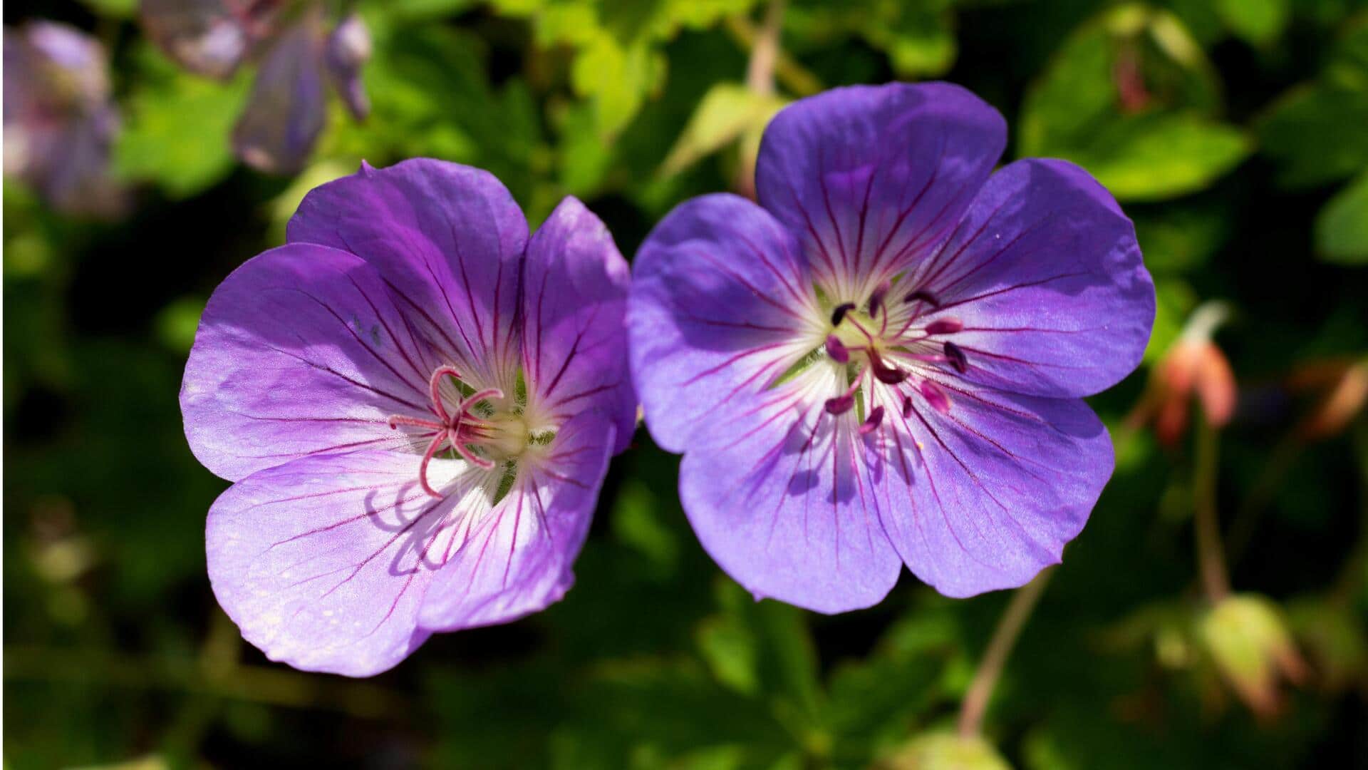 Teknik Efektif Menyebarkan Geranium di Rumah