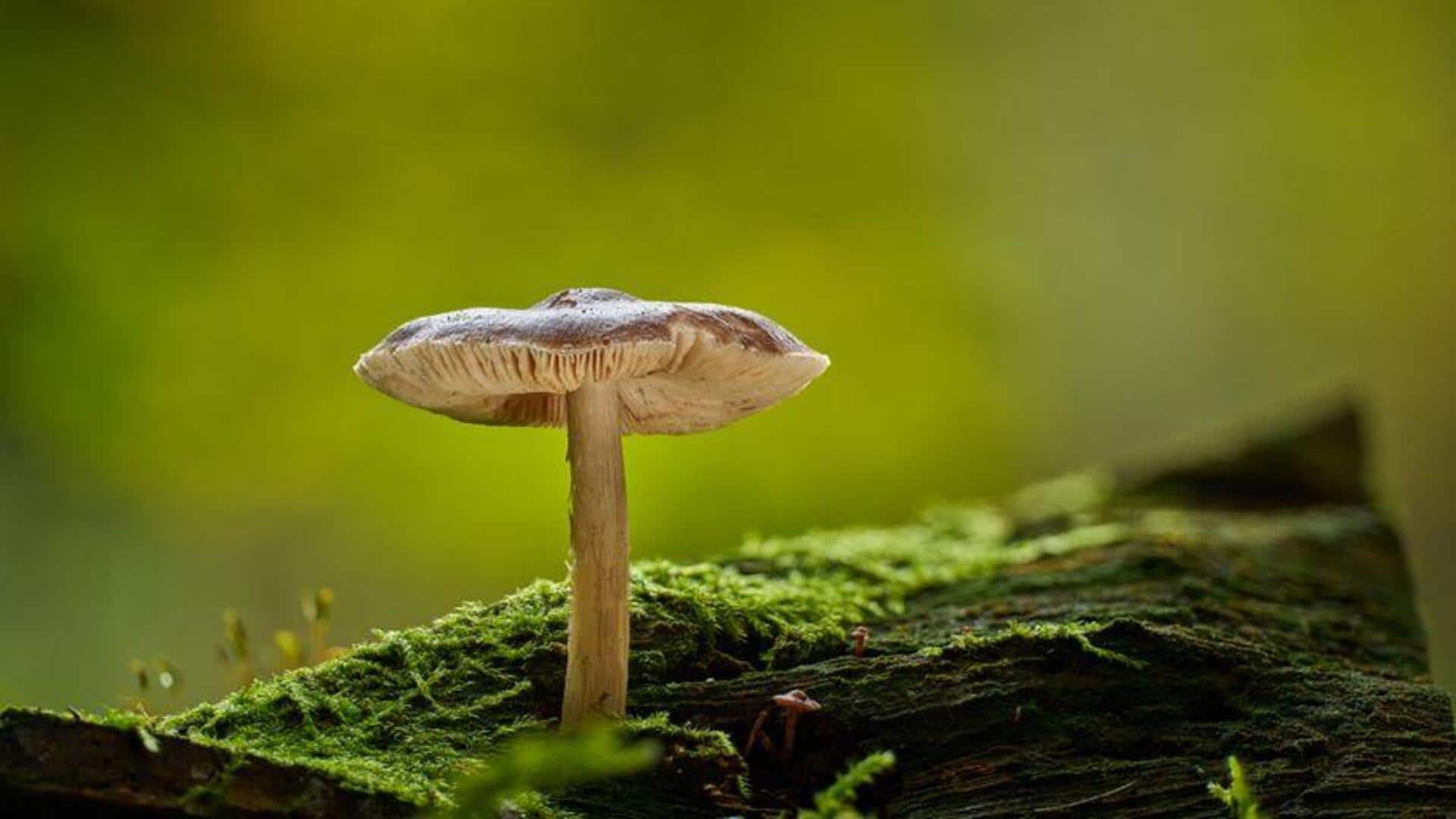 Peran Unik Jamur dalam Pembersihan Lingkungan