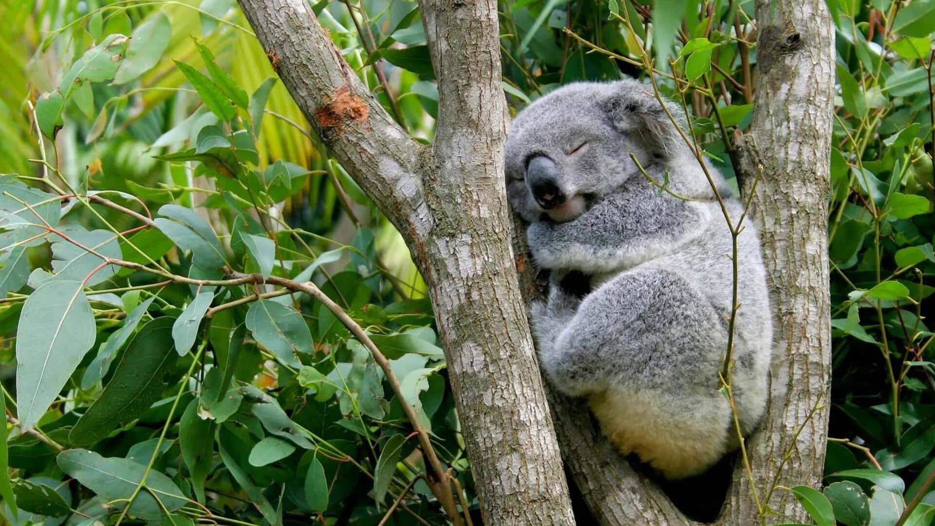 Mengungkap Lima Fungsi Tersembunyi dari Cakar Koala
