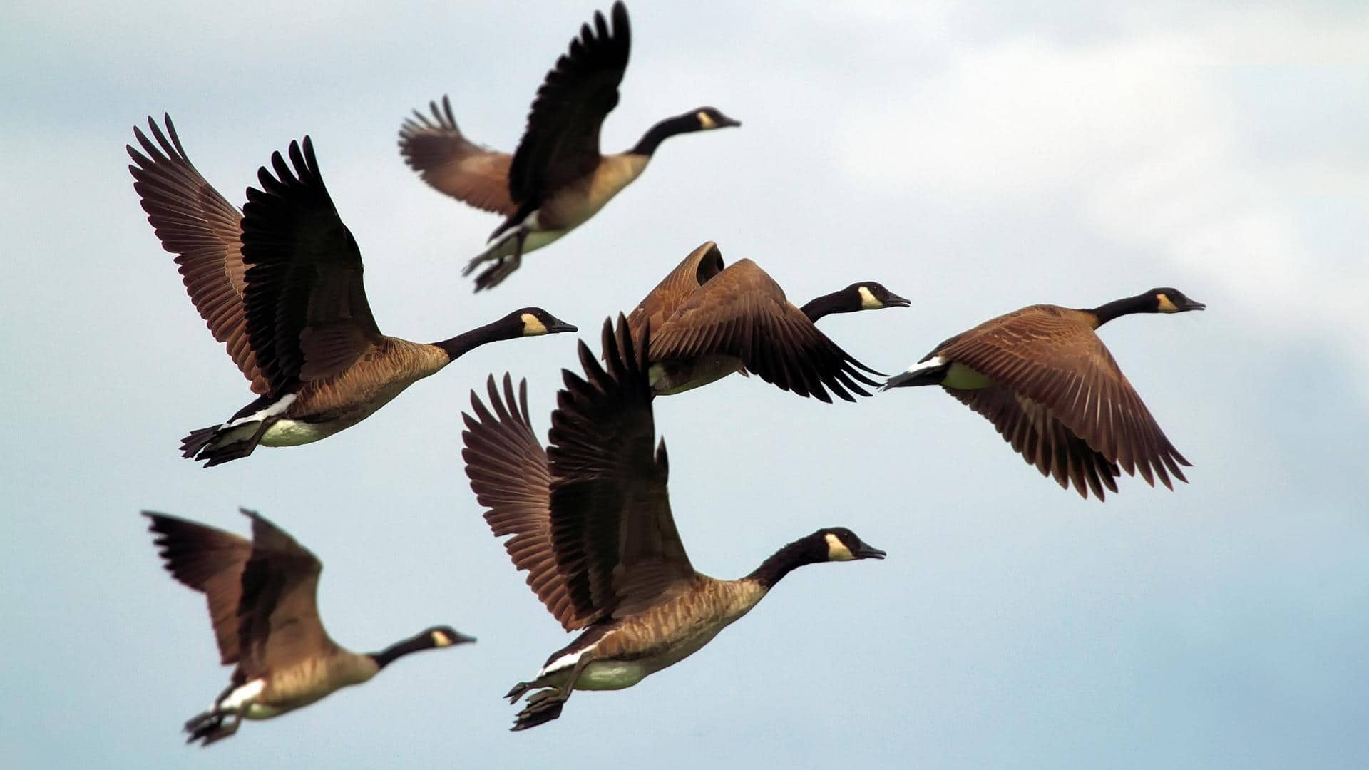 Mengungkap Pola Migrasi Burung yang Menakjubkan