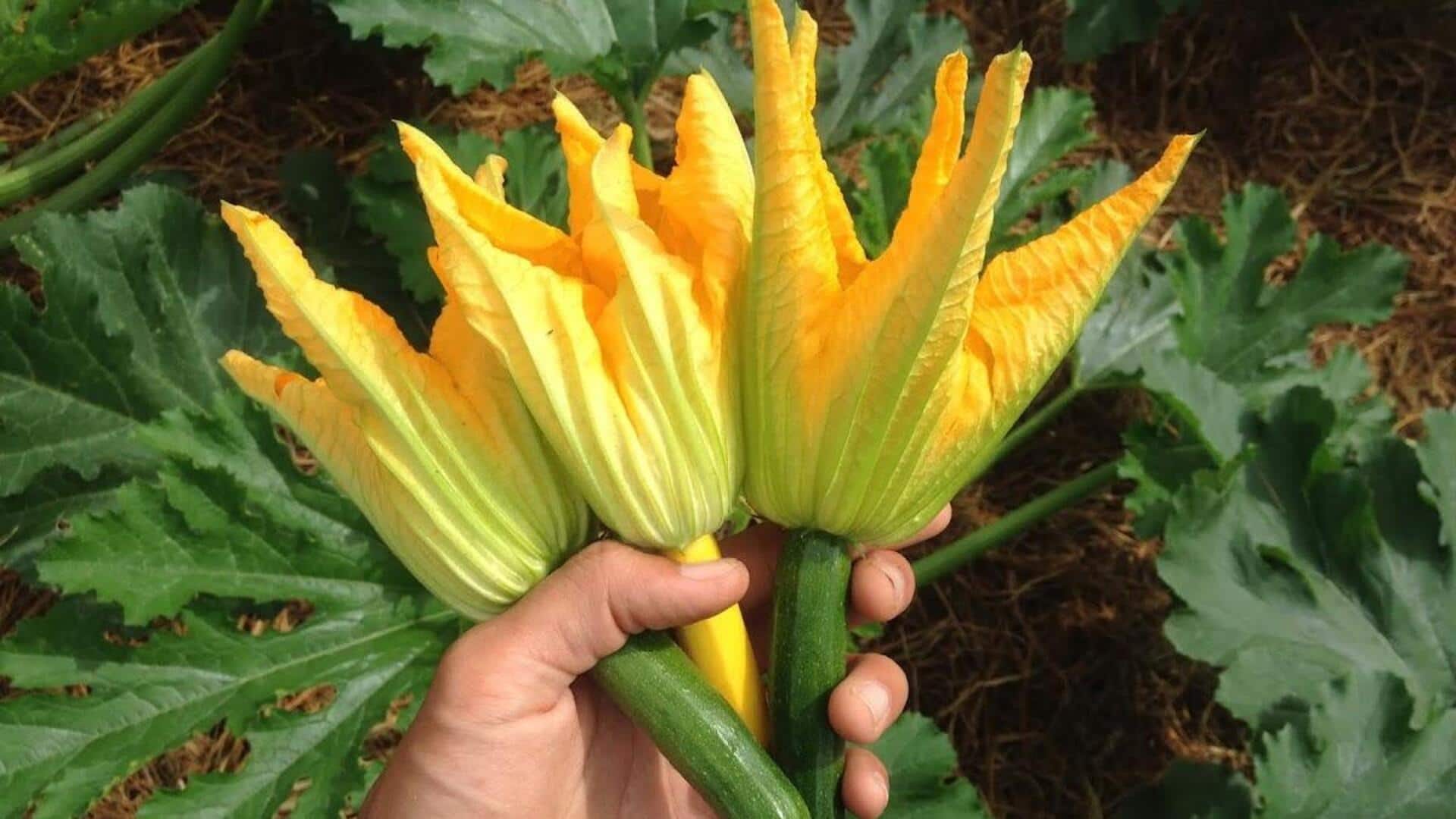 Lima Penggunaan Menakjubkan dari Bunga Labu dalam Beragam Hidangan