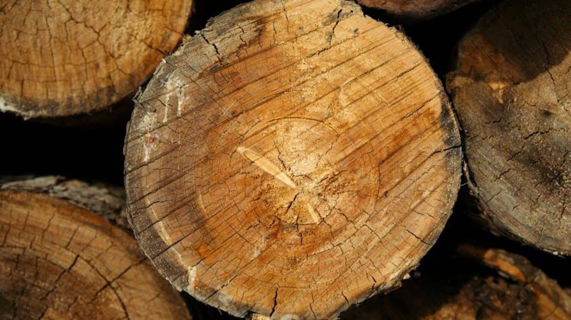 Fakta Menarik tentang Dendrokronologi