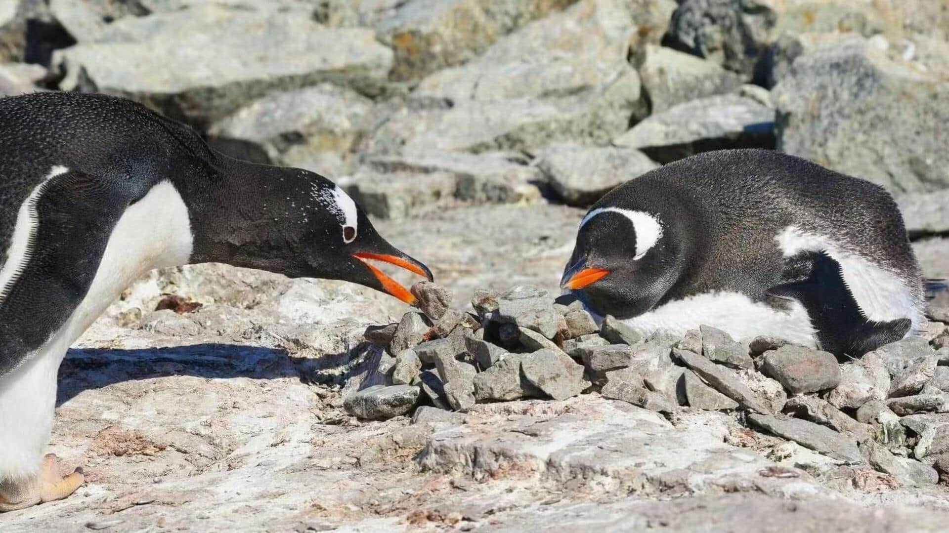 Hadiah Kerikil Penguin: Tanda Cinta dari Antartika