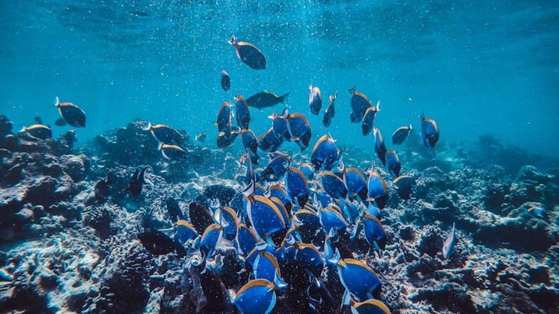 Suara Bawah Laut: Mengapa Ikan 'Bernyanyi'