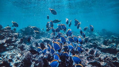 Suara Bawah Laut: Mengapa Ikan 'Bernyanyi'