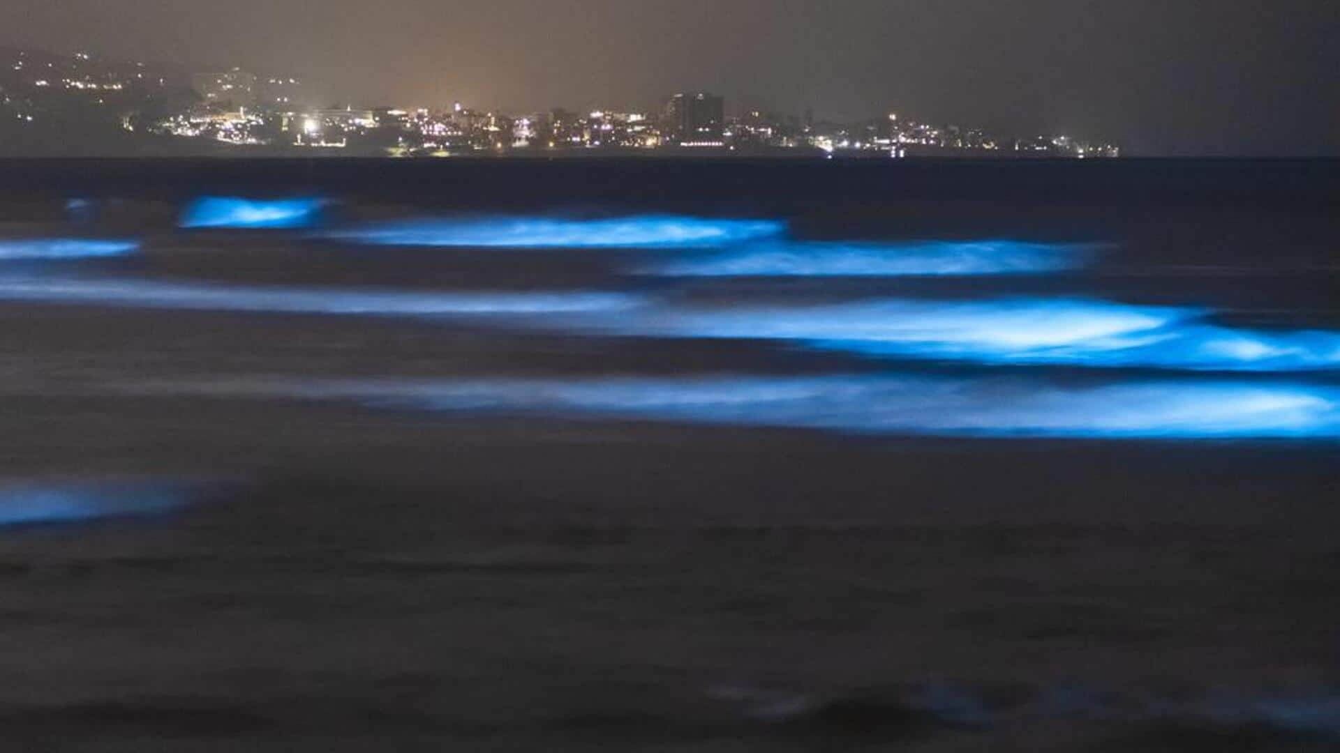 Menyelami keajaiban Bioluminescent Bay, Vieques, Puerto Rico