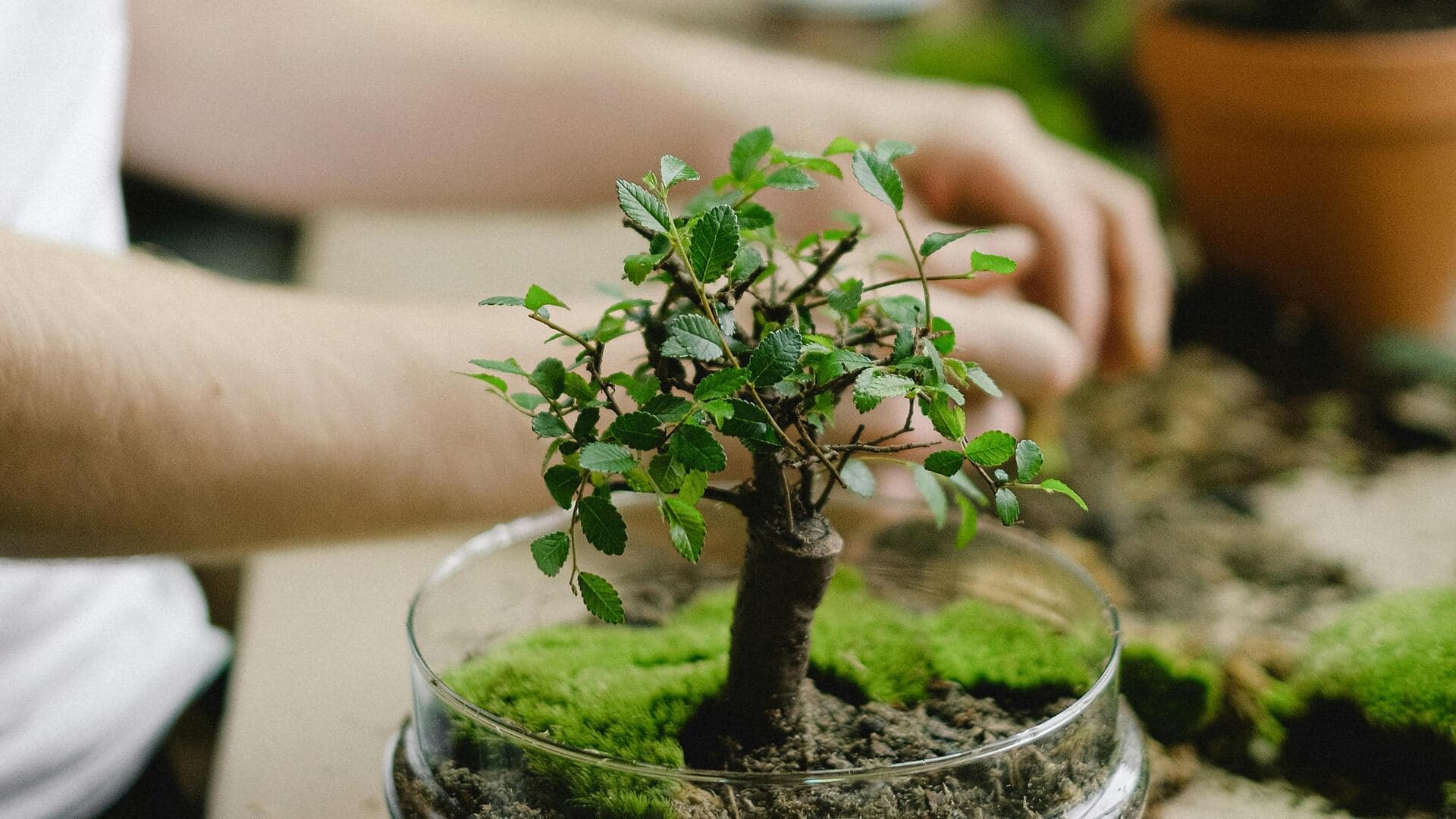 Taman dalam ruangan: Integrasi kreatif di rumah tanpa halaman belakang