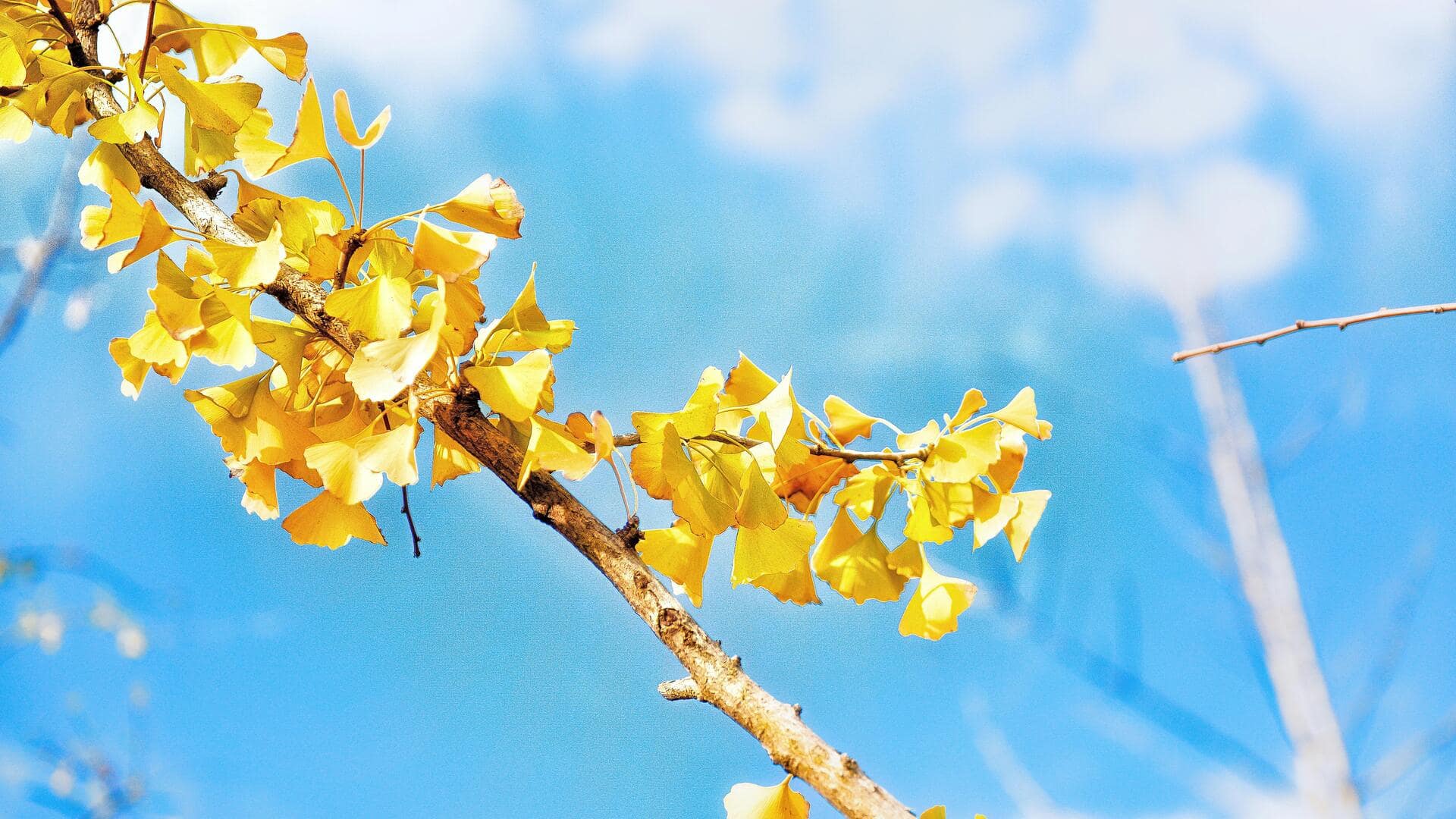 Cara Menanam Pohon Bonsai Ginkgo Langka