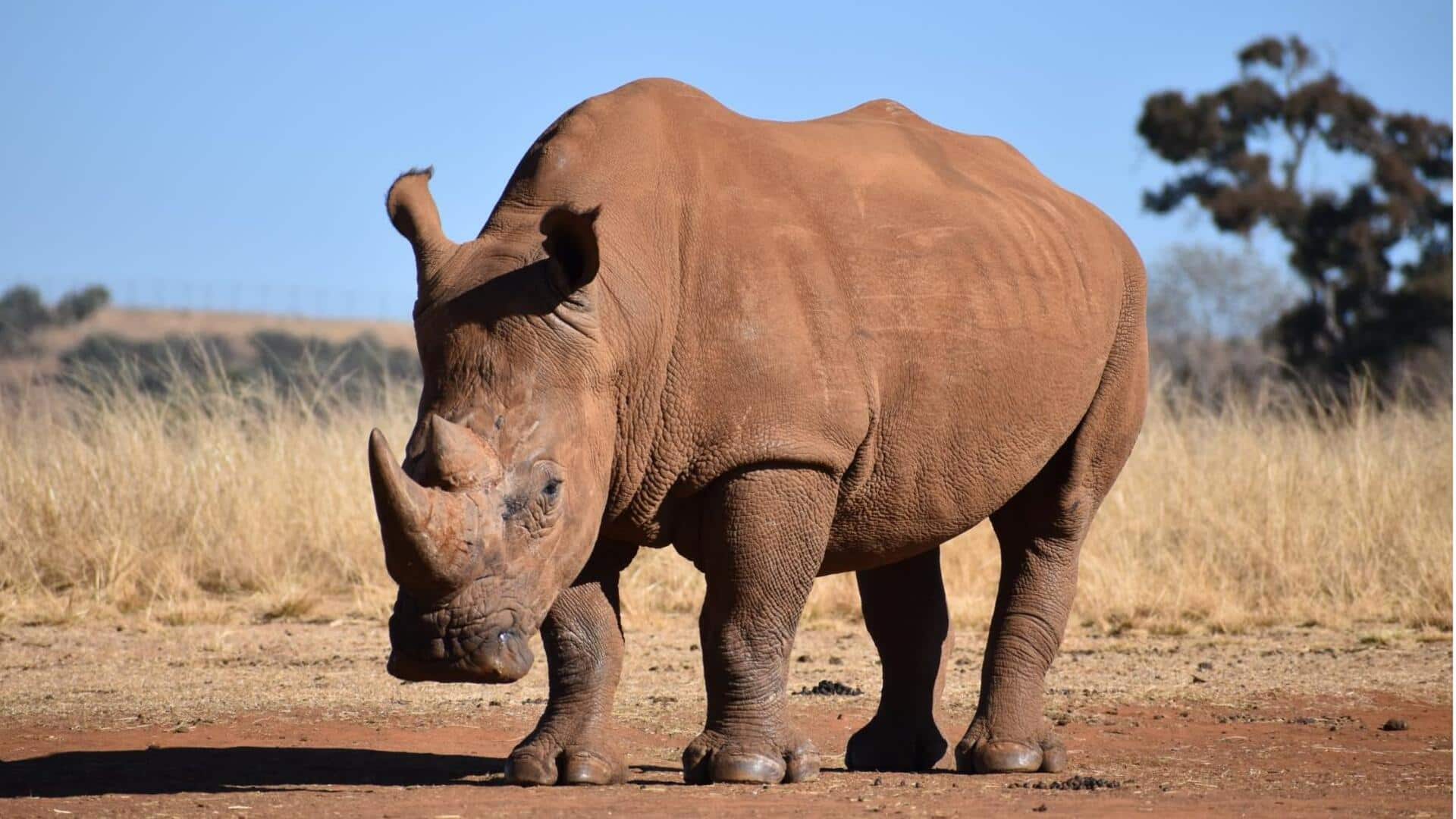 Mengungkap Fakta Indra Penciuman Badak yang Unik