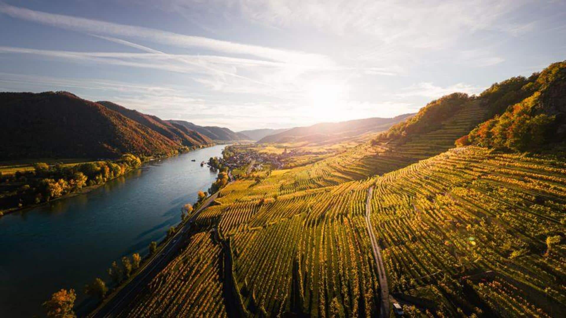 Kebun Anggur Bersejarah di Austria: Pesona dan Pemandangan Indah