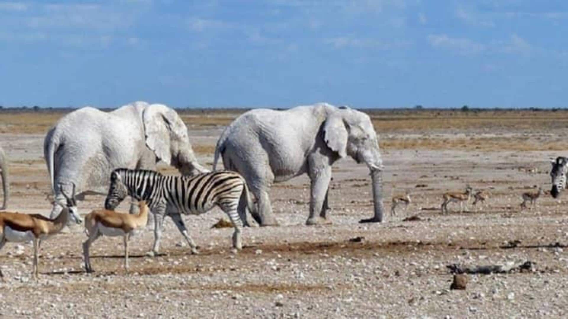 Mengungkap Petualangan Desert Rose Safari Di Namibia