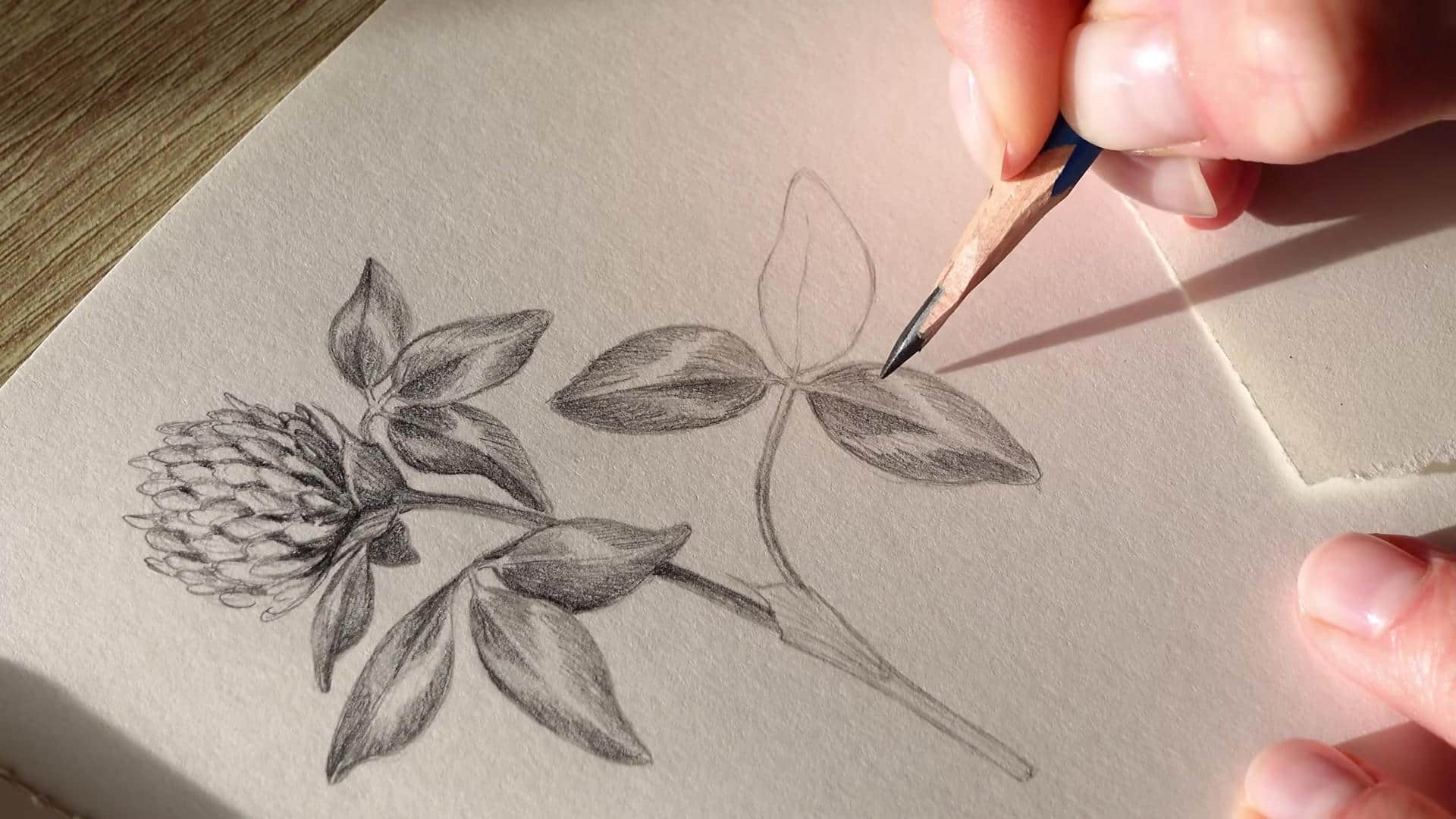 Menguasai Lima Teknik Menggambar Bunga untuk Ilustrasi Botani