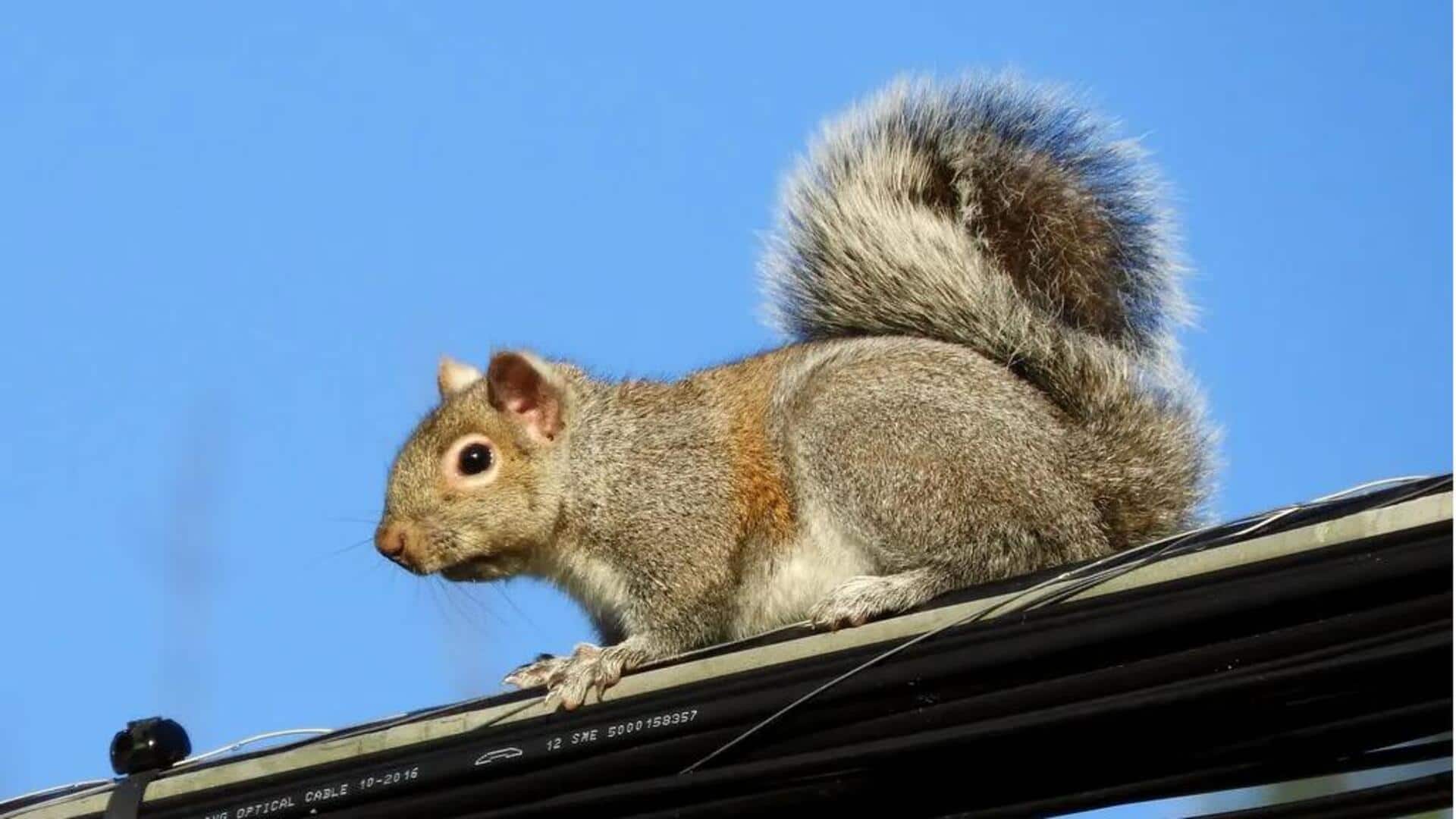 Adaptasi Tupai di Lanskap Urban Indonesia