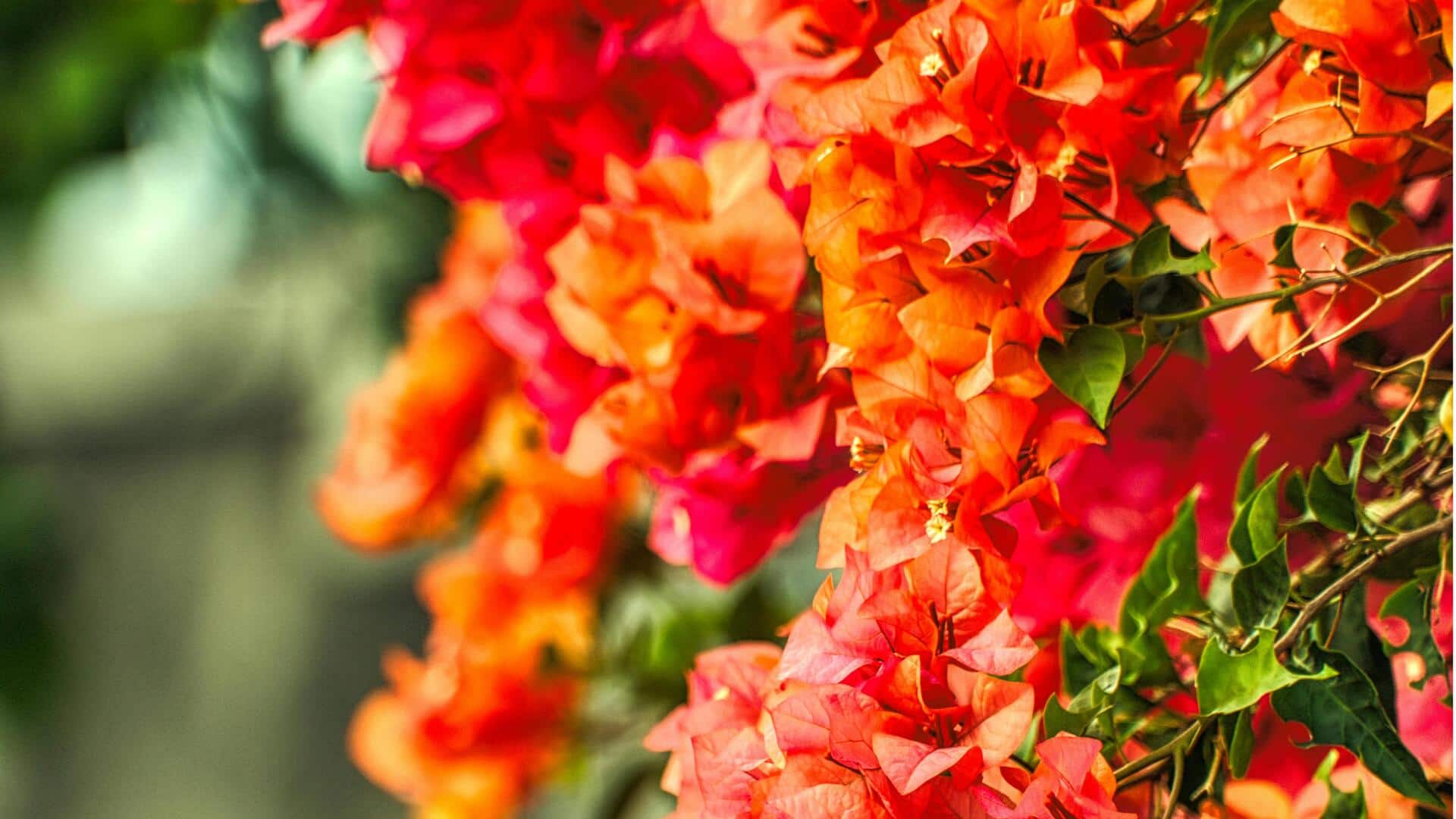 Lima Semak Asli Indonesia untuk Taman yang Mudah Dirawat