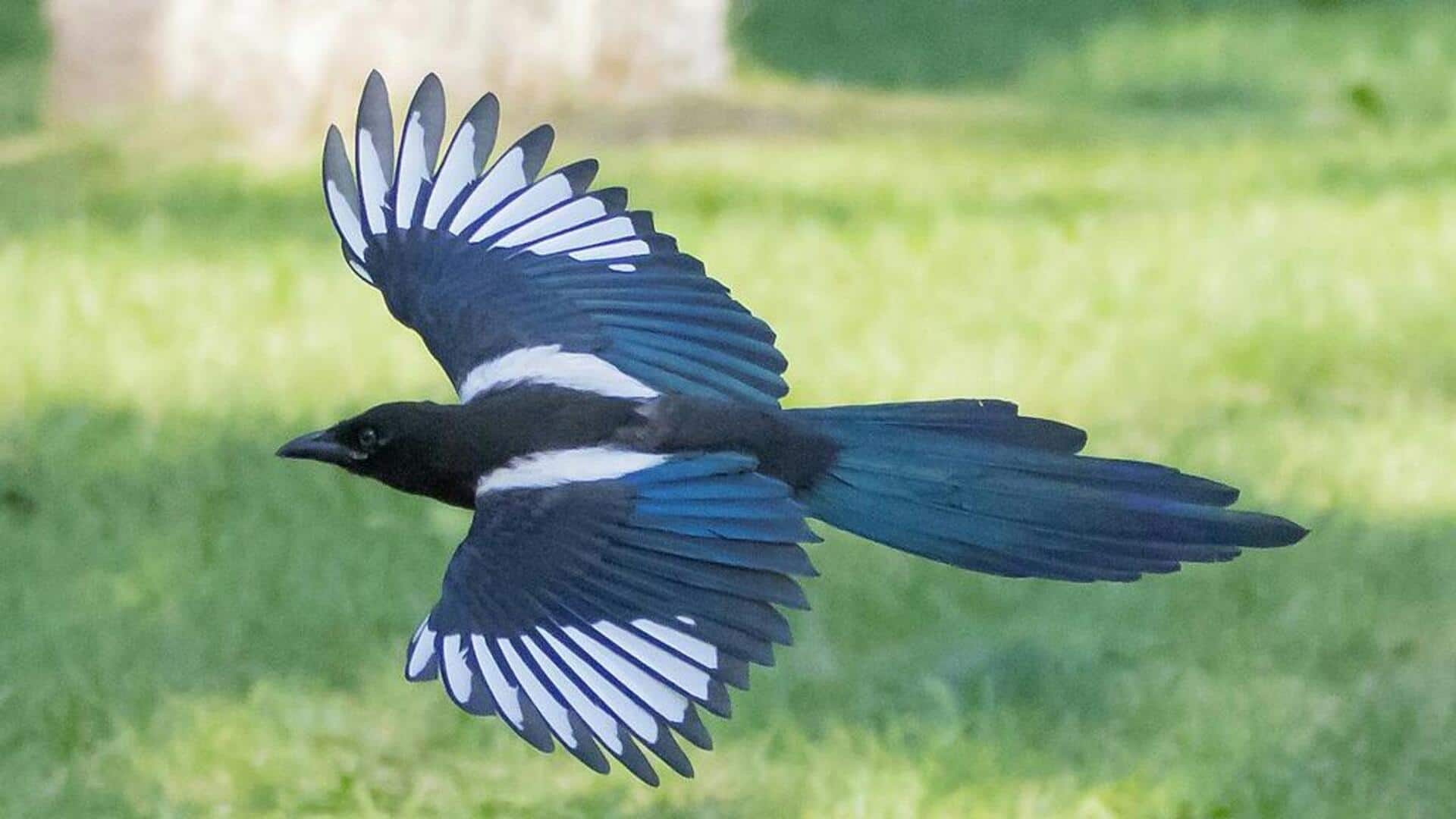 Lima Strategi Kamuflase Burung Magpie untuk Menghindari Predator