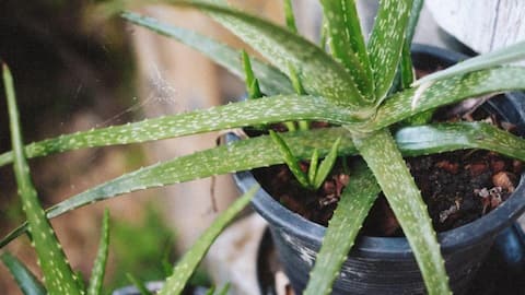 Menelusuri Lidah Buaya: Lima Tips Budidaya