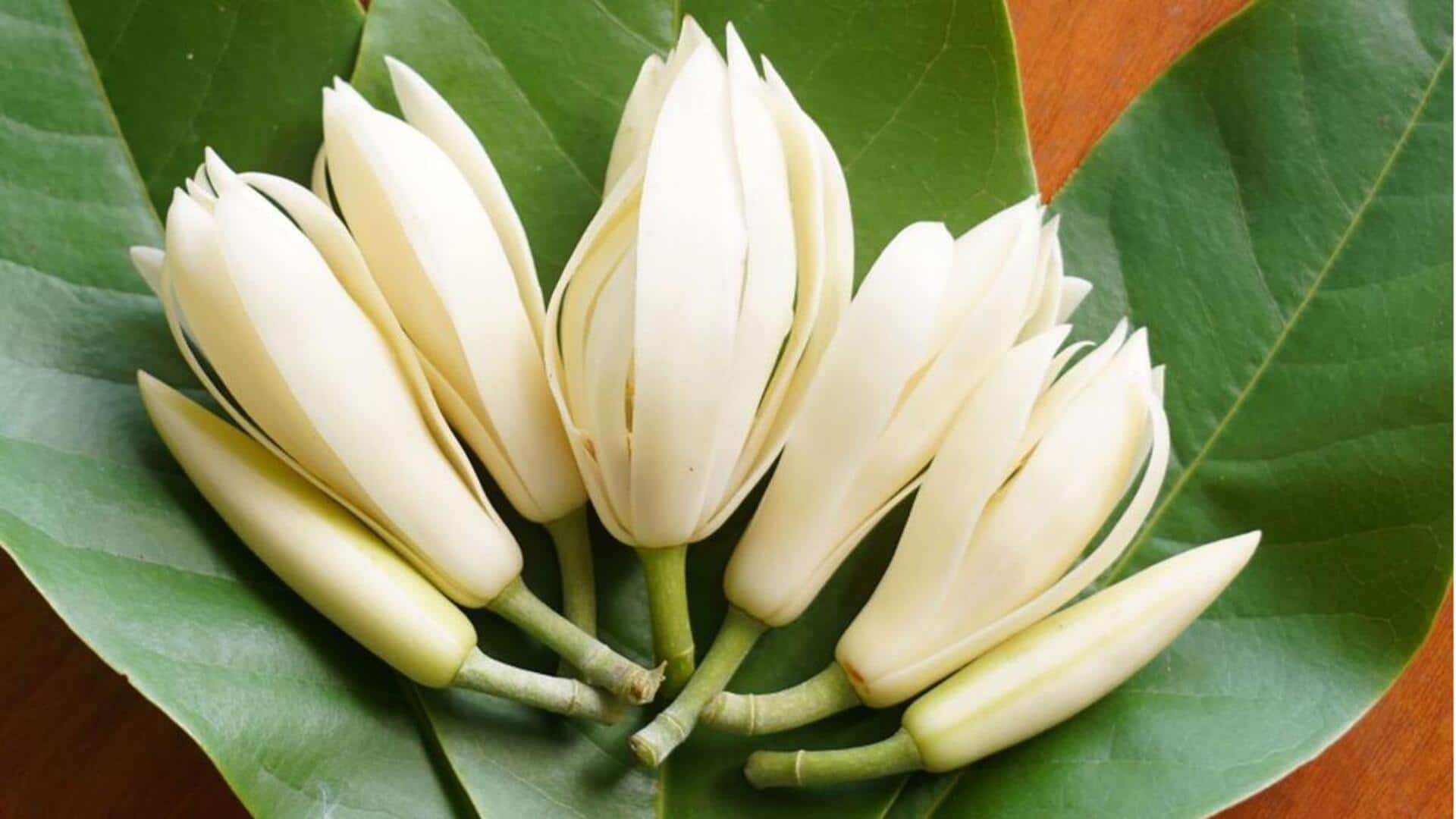 Lima Resep dengan Sentuhan Kelopak Cempaka untuk Memperkaya Hidangan Indonesia