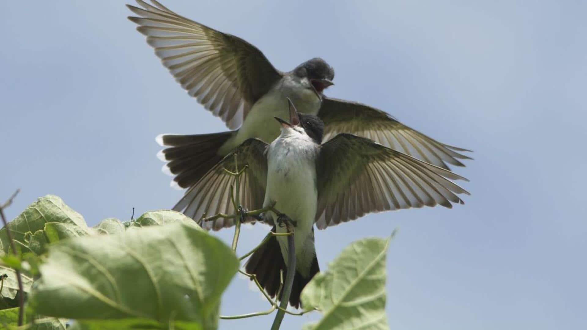 Tarian Kawin Kingbird: Pertunjukan Alam yang Memukau
