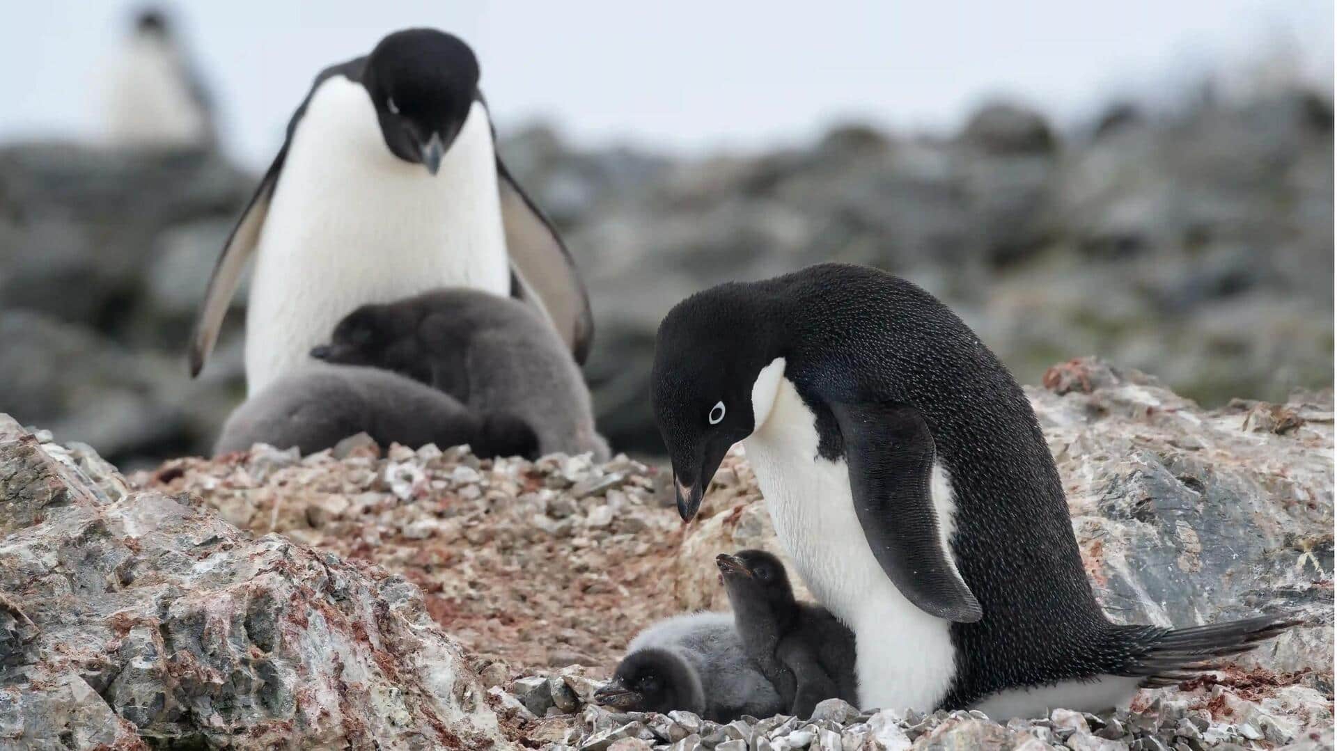 Sarang Penguin: Membangun Rumah di Iklim Ekstrem
