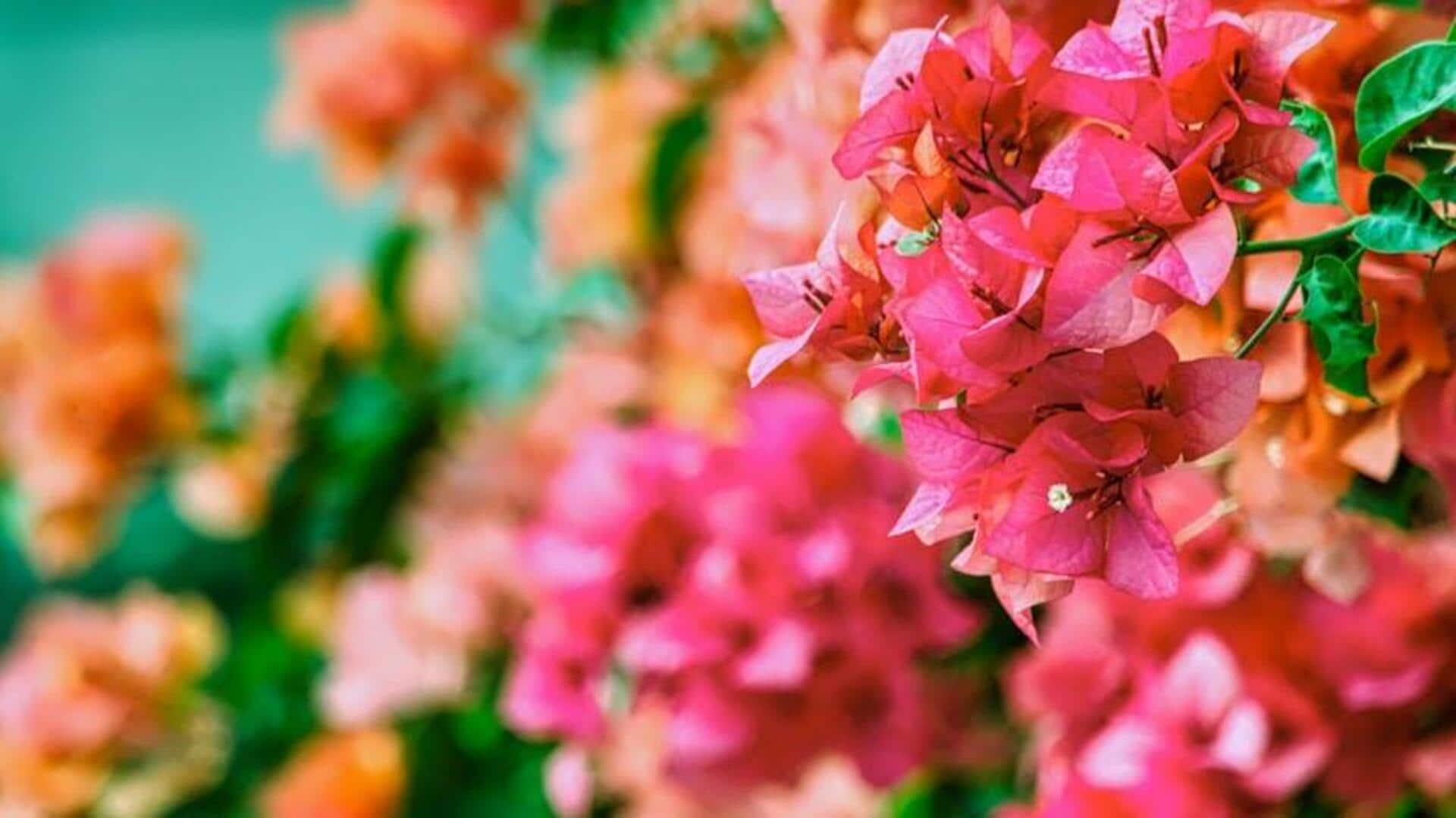 Bunga yang Tahan di Kondisi Kering