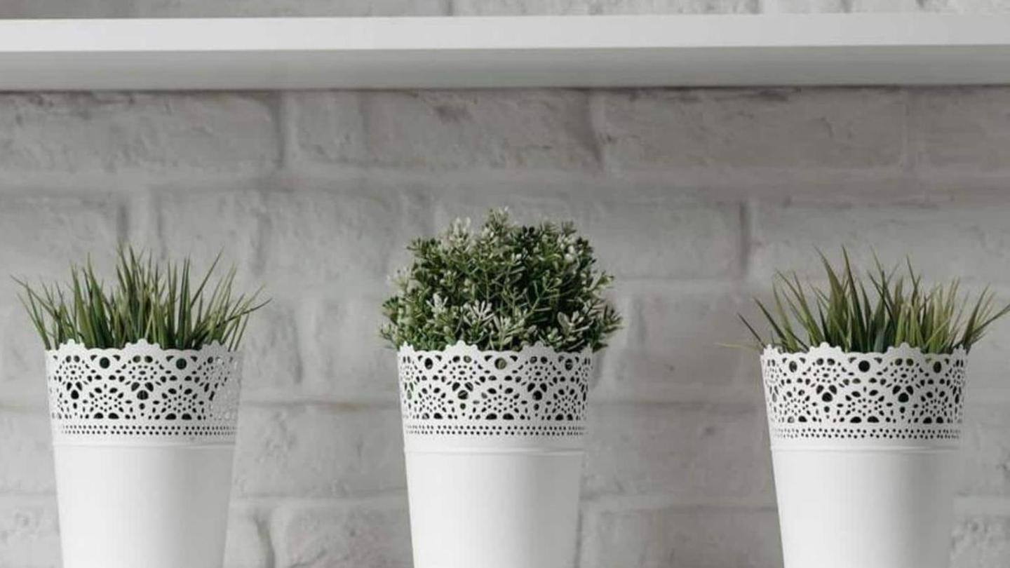 Lima pot tanaman untuk mempercantik dekorasi rumah Anda