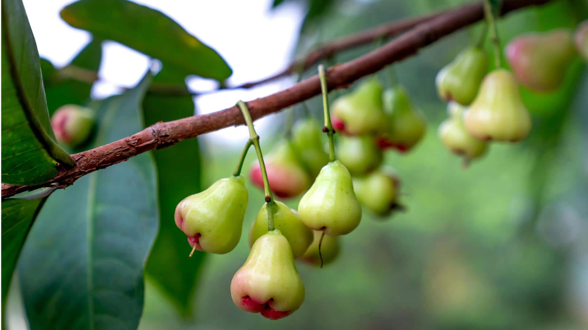 Pohon Buah Unik untuk Taman Belakang Anda