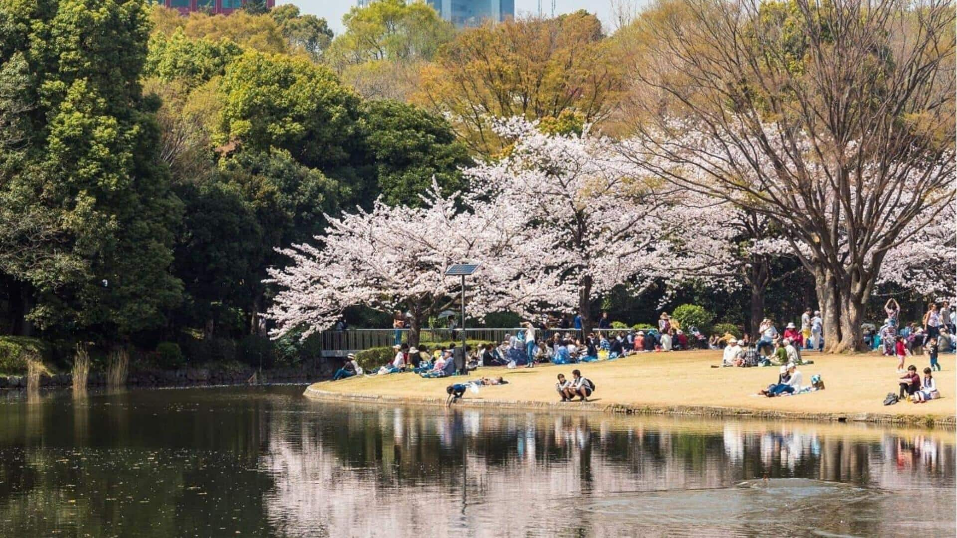 Cara merencanakan piknik yang sempurna di tengah bunga sakura Kyoto