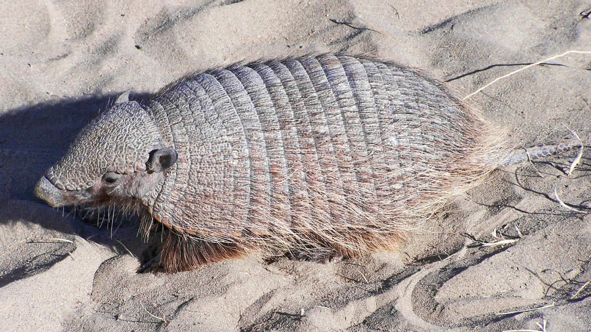 Mencari armadillo di malam hari di Brasil