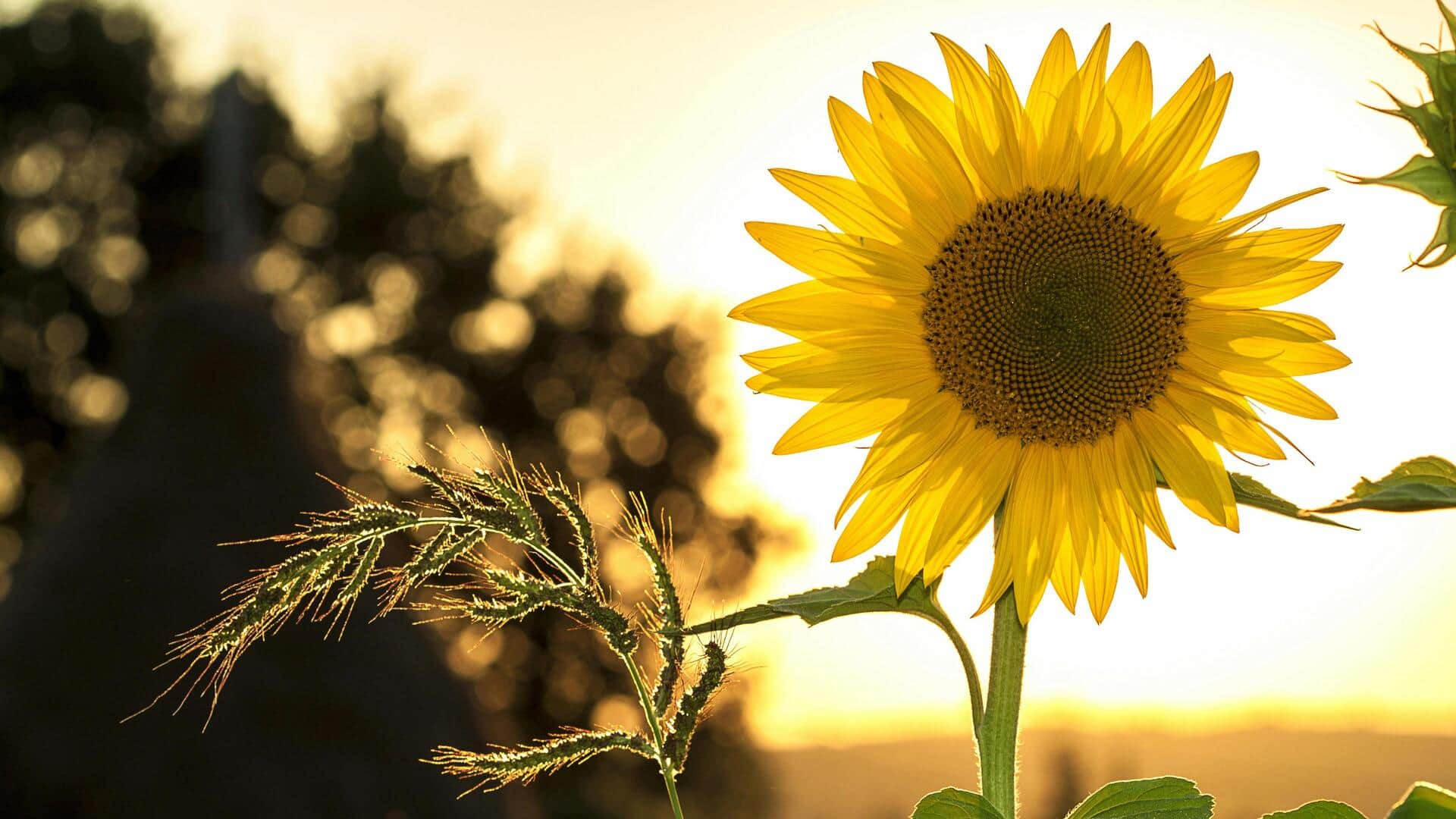 Panel Surya: Pelajaran dari Gerakan Bunga Matahari