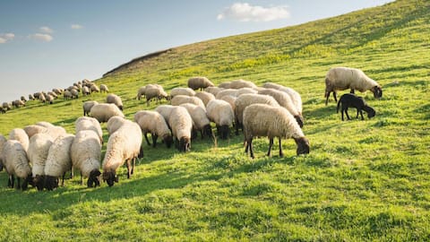 Mempelajari Adaptasi Domba di Berbagai Iklim