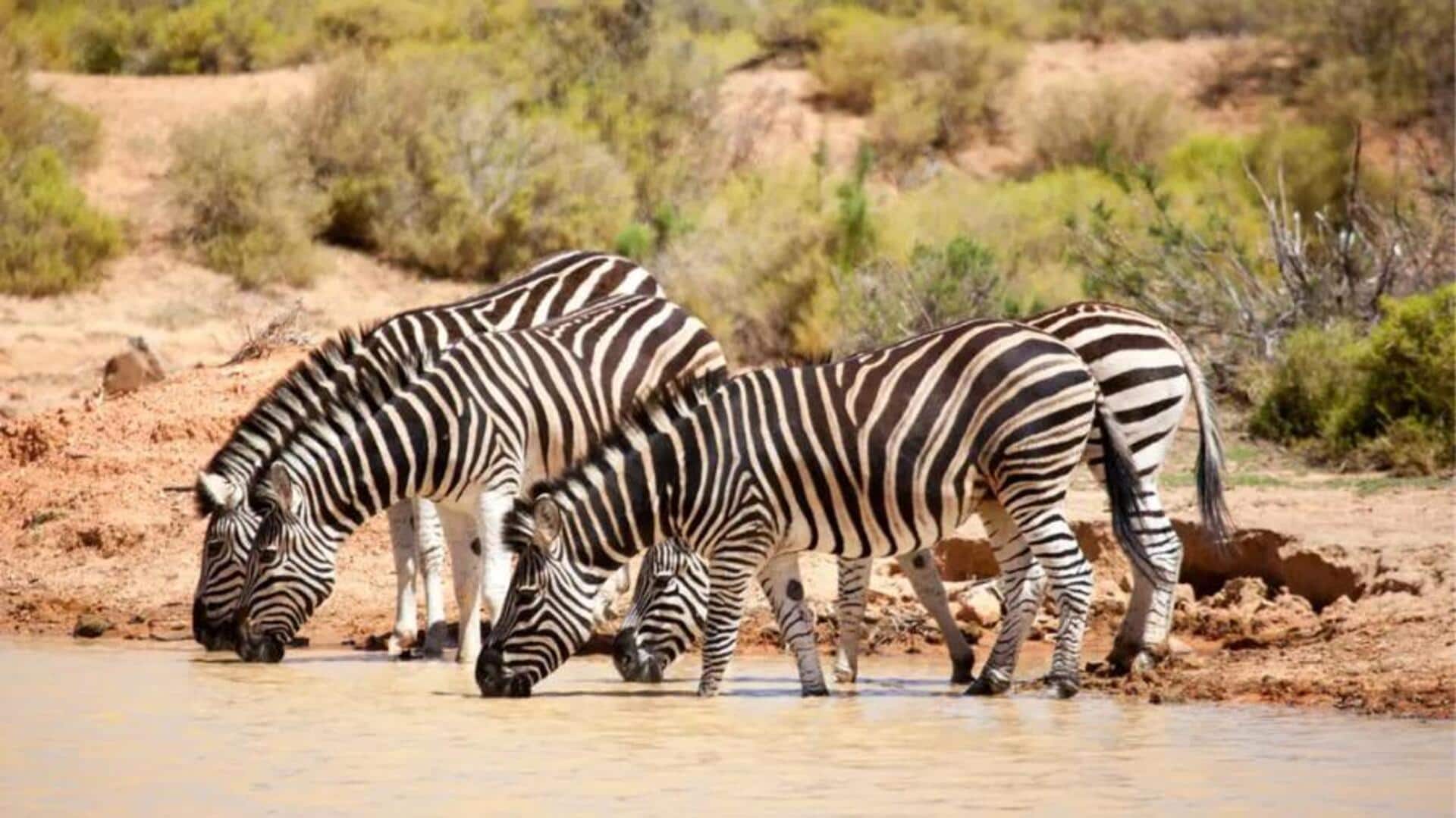 Mengamati Lima Perilaku Mengejutkan Zebra di Alam Liar