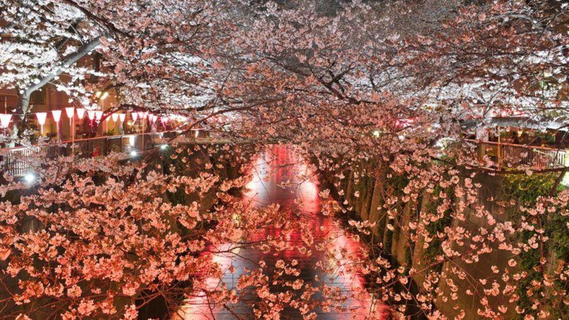 Tempat Terbaik Melihat Bunga Sakura di Jepang