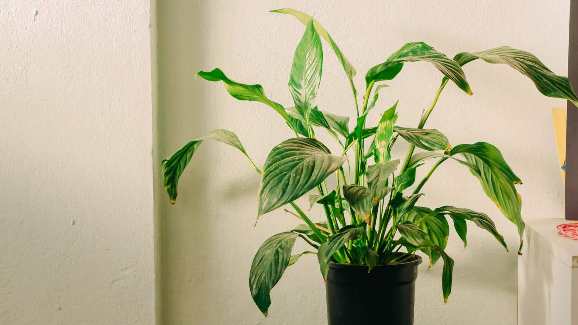 Cara efektif memurnikan udara dengan tanaman indoor