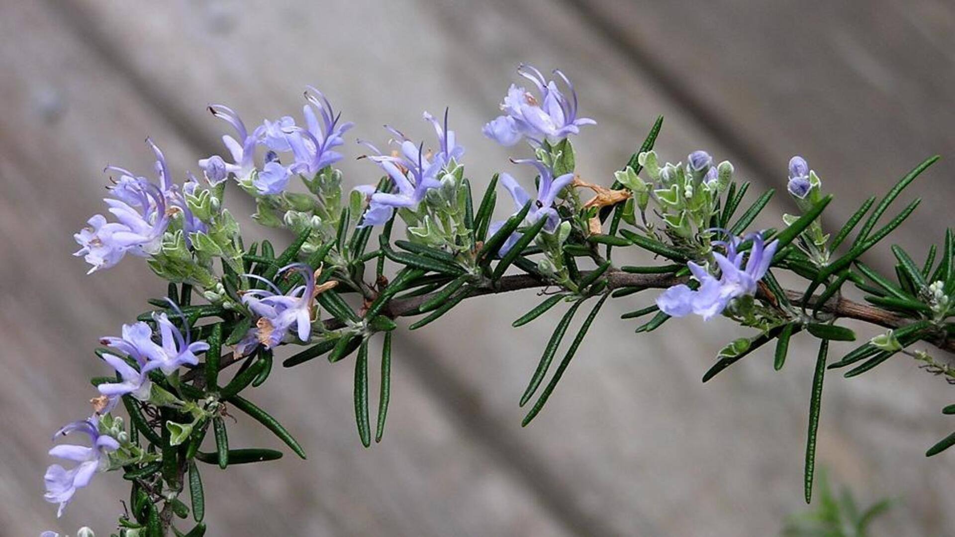 Penggunaan rosemary yang tidak biasa di kebun Anda Penggunaan rosemary yang tidak biasa di kebun Anda