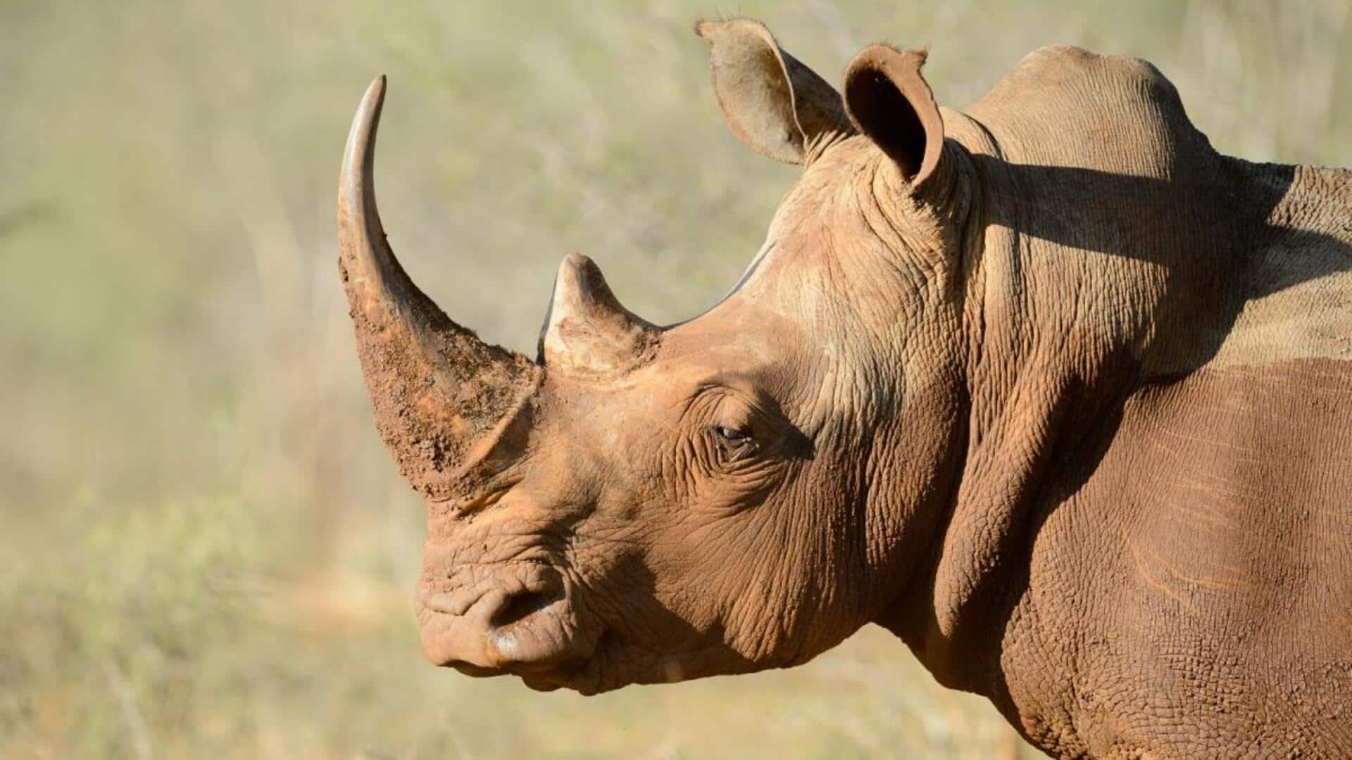 Lima Fakta Ilmiah yang Membongkar Mitos tentang Cula Badak