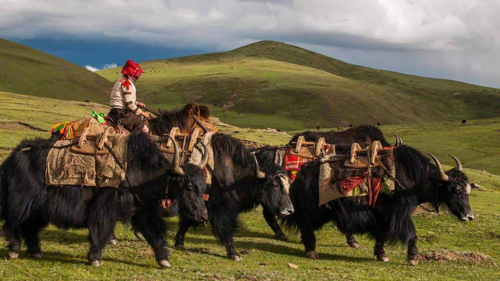 Menelusuri Jejak Yak Nomaden Di Dataran Tinggi Tibet