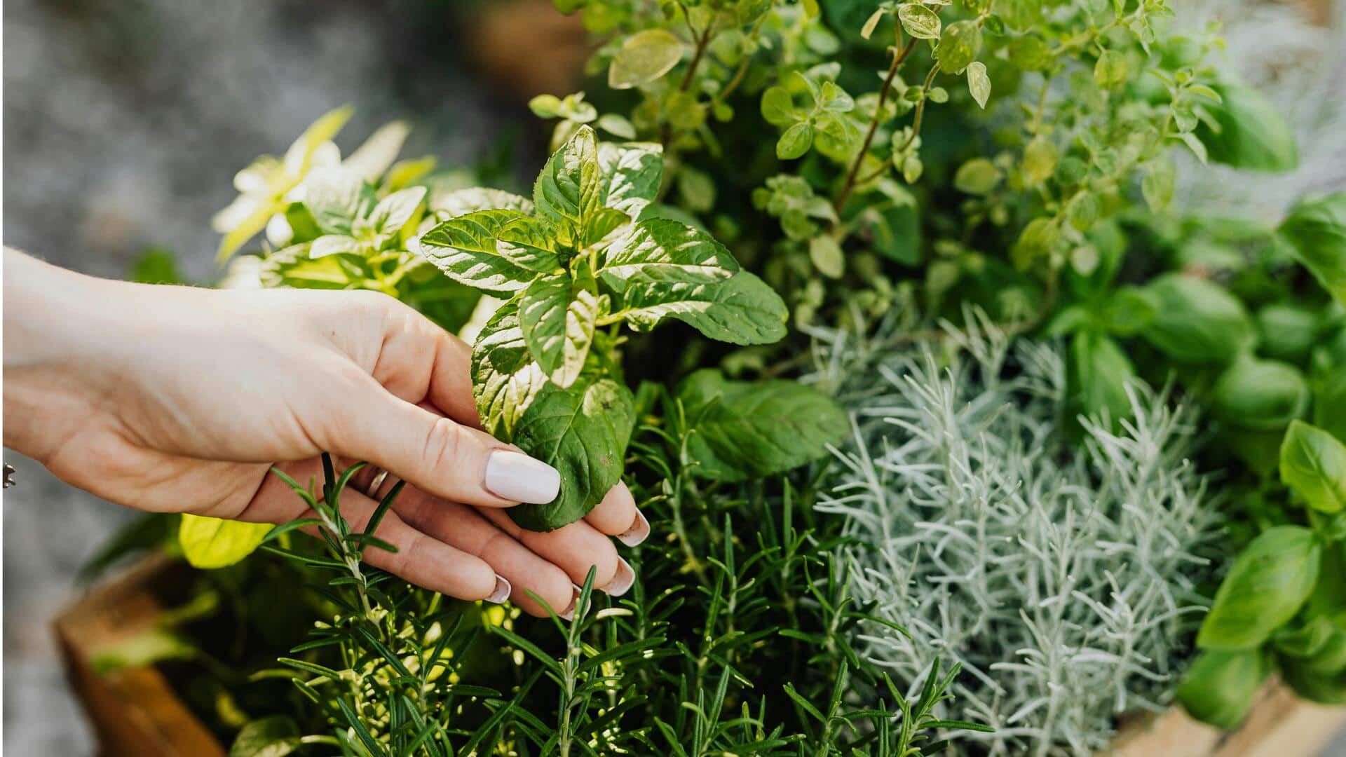 Kebun Herbal Tersembunyi di Bali yang Wajib Dikunjungi Kebun Herbal Tersembunyi di Bali yang Wajib Dikunjungi