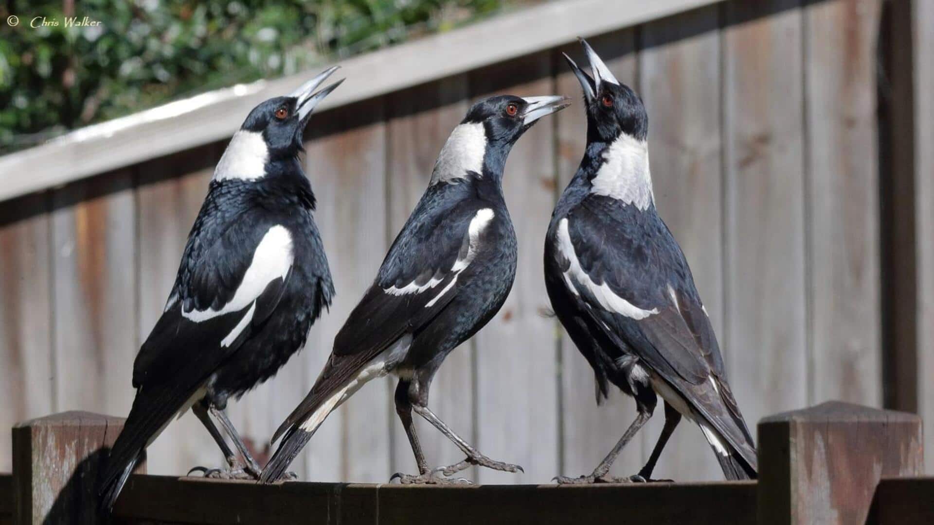 Lima Suara Mengejutkan yang Dihasilkan oleh Burung Magpie