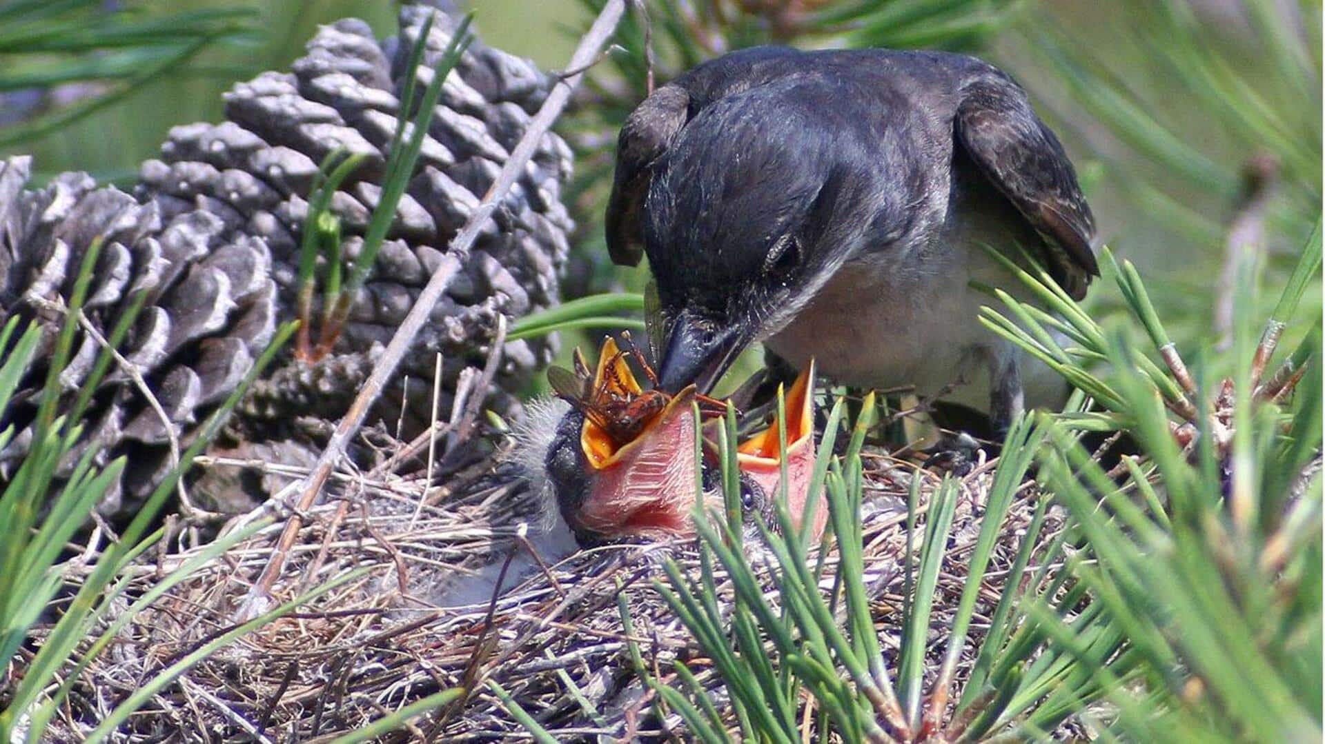 Mengungkap Rahasia Bertahan Hidup dari Anak Kingbird