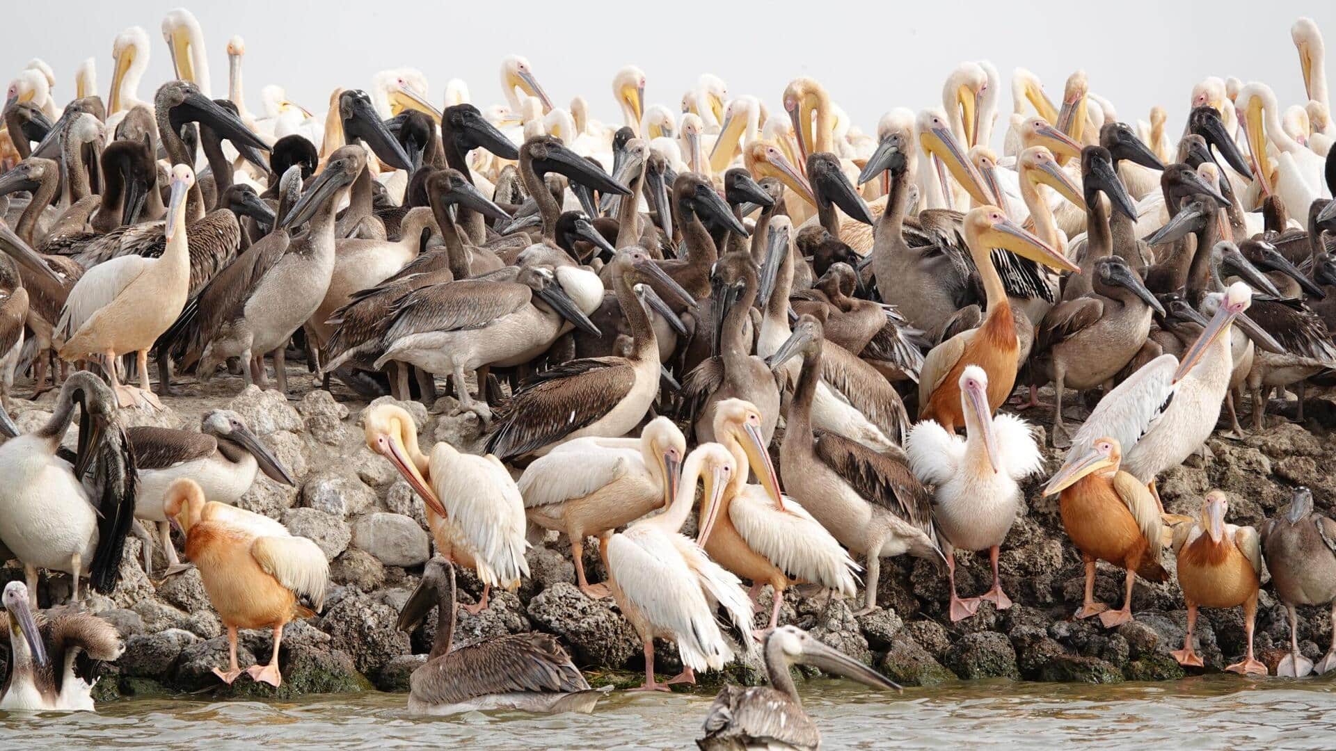 Lima Peran Menarik Pelikan Muda dalam Kawanan