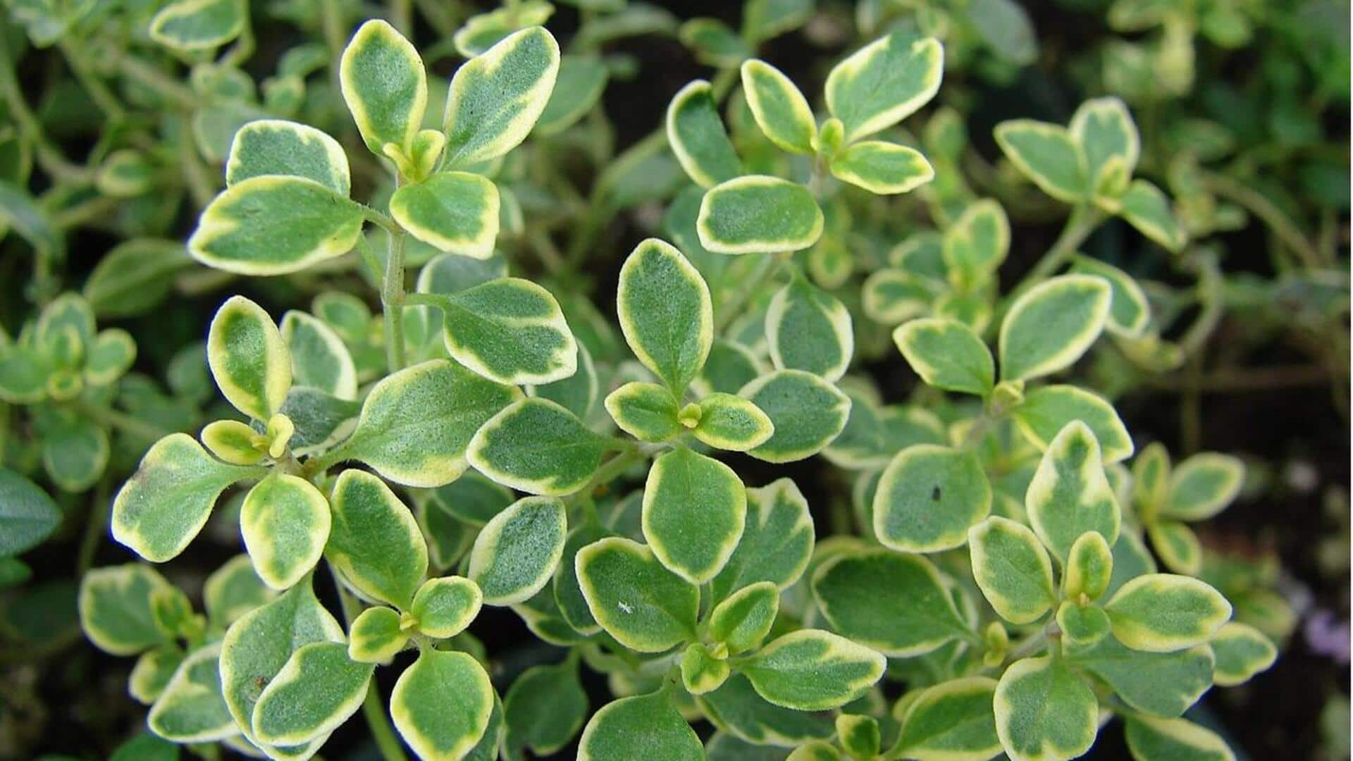 Menanam Lemon Thyme di Dalam Ruangan: Lima Tips Terbaik