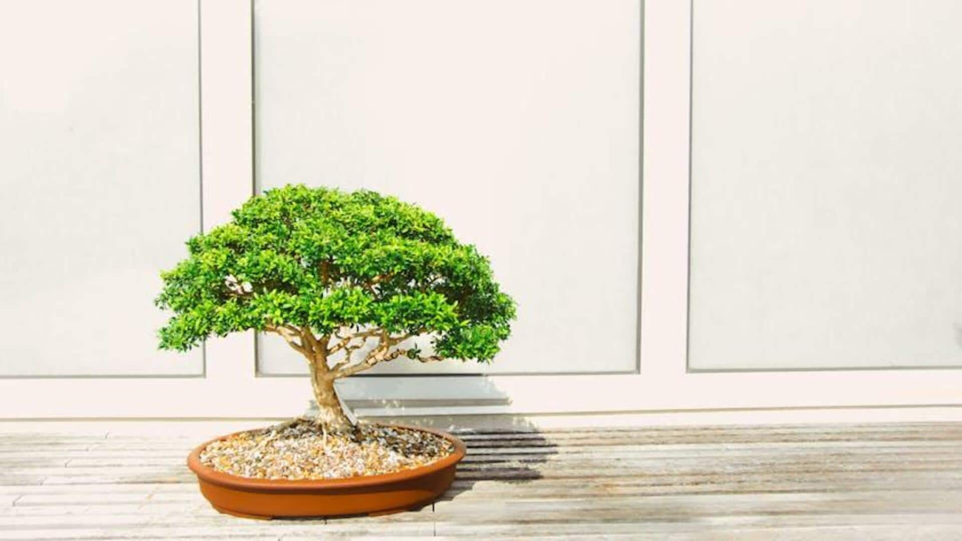 Cara Tak Biasa Menumbuhkan Bonsai Beringin di Dalam Ruangan