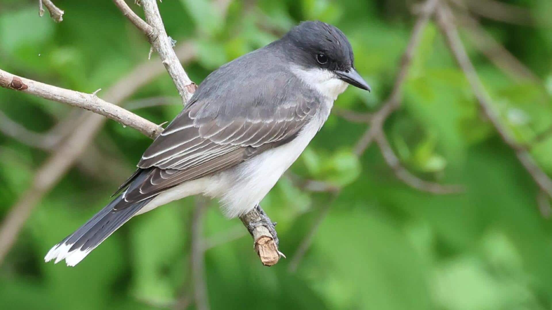 Kebiasaan Makan Burung Kingbird: Preferensi dan Teknik Mencari Makan