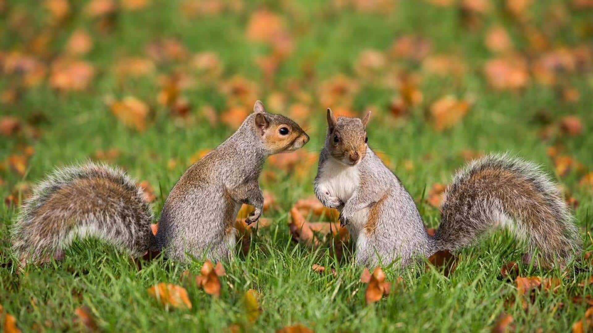 Mengungkap Tarian Kawin Tupai yang Unik