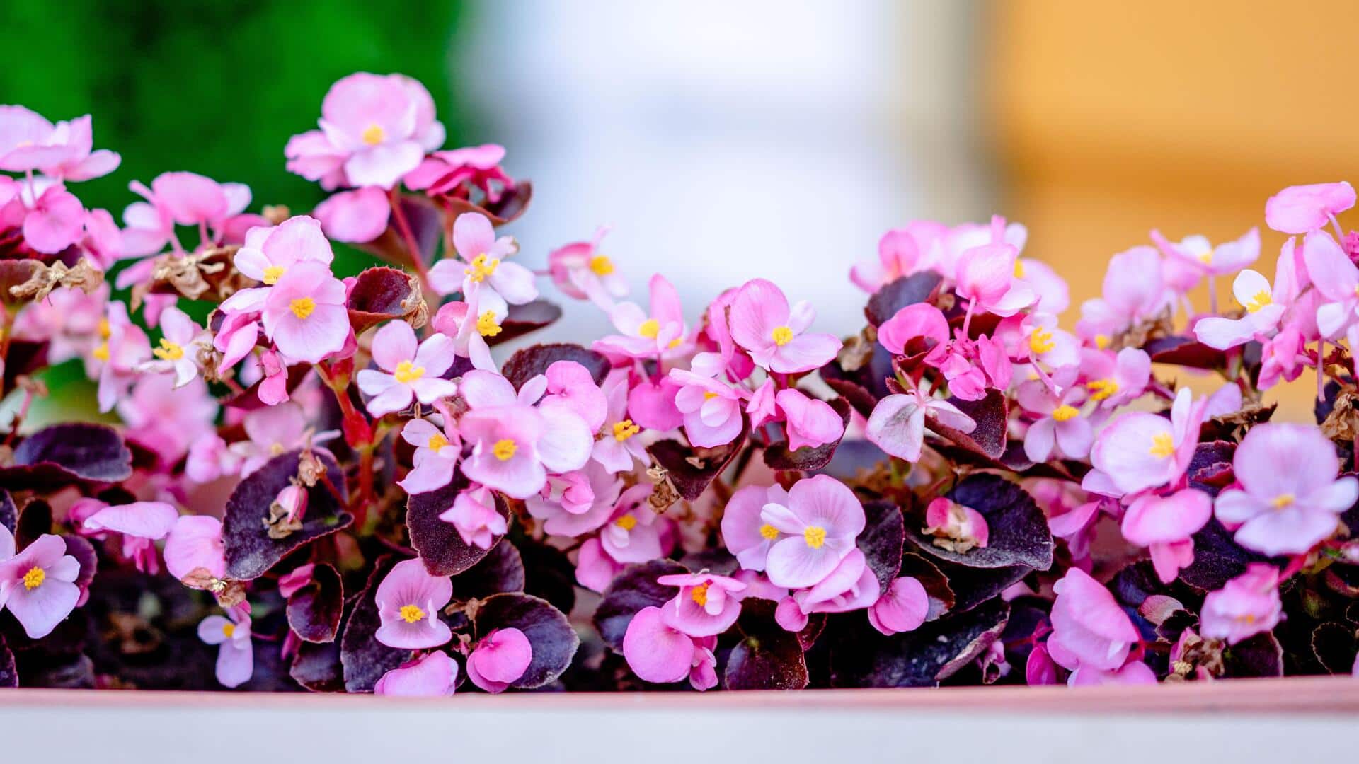 Cara Menumbuhkan Begonia Lilin yang Sehat di Dalam Ruangan